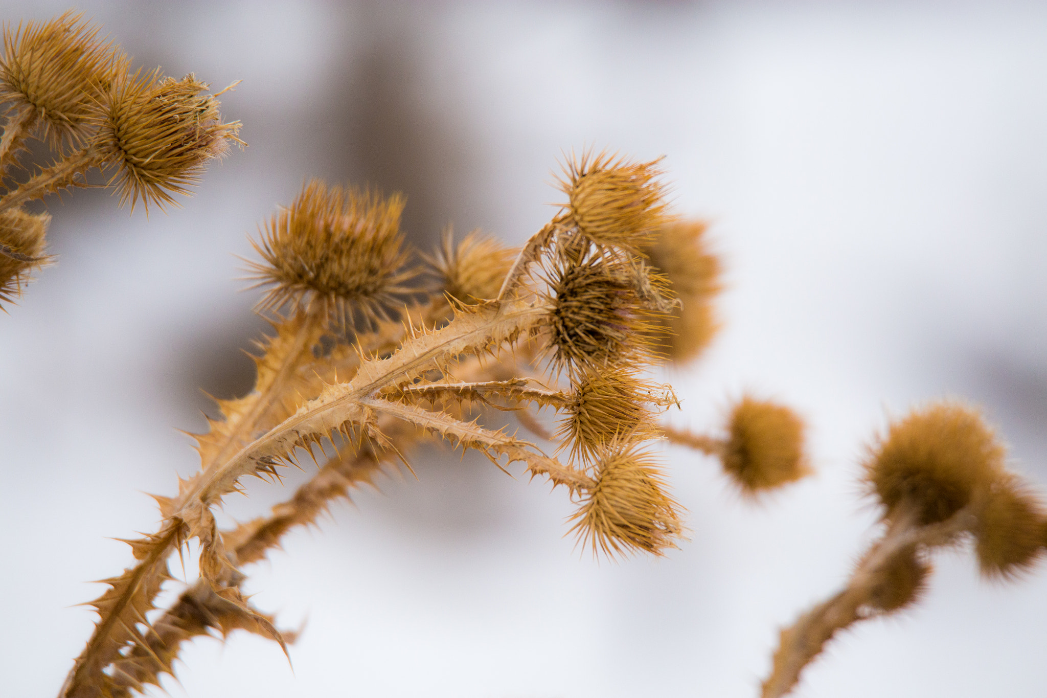 Canon EOS 6D + Tamron SP 150-600mm F5-6.3 Di VC USD sample photo. Snow thistle photography