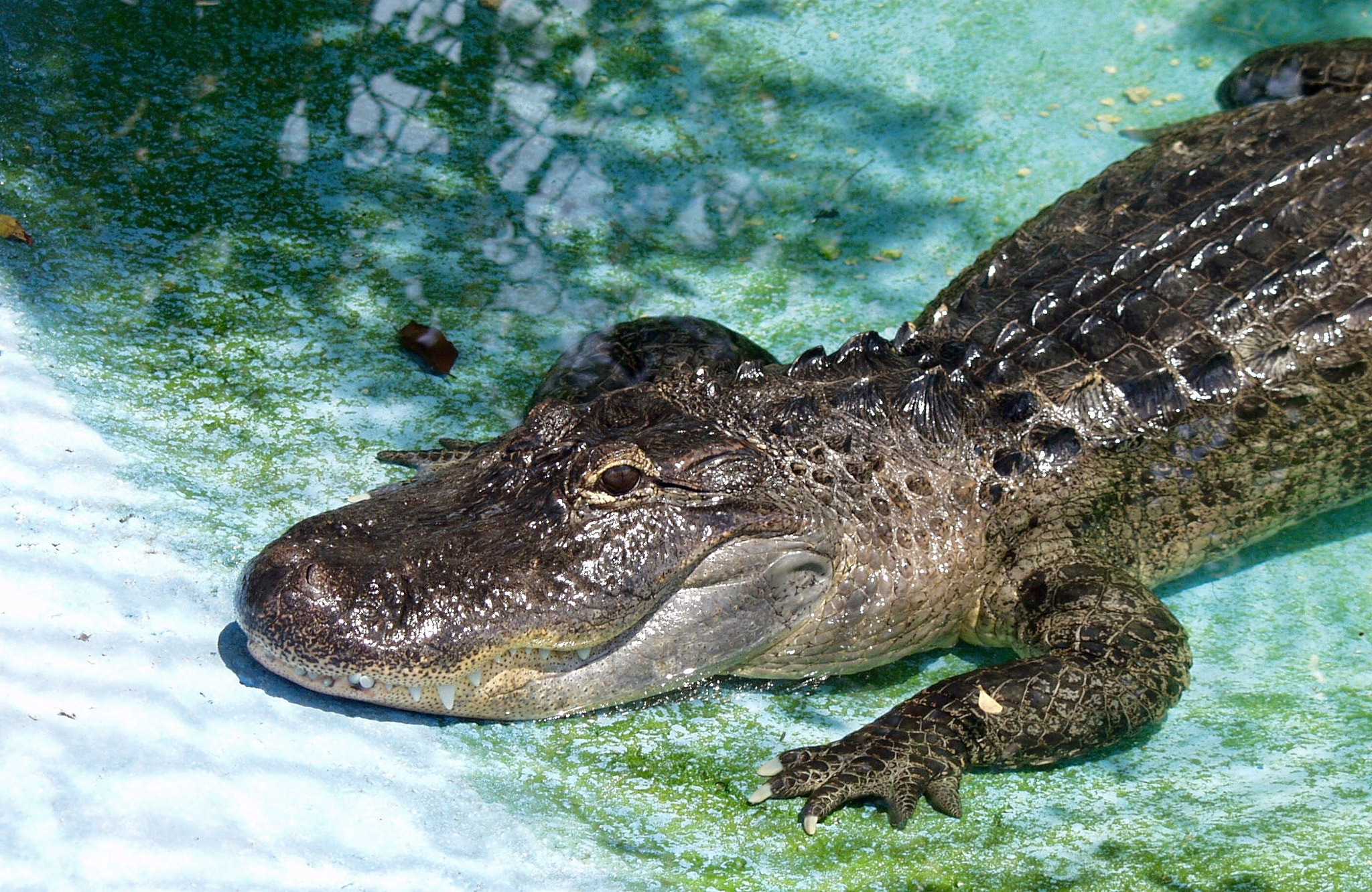 Olympus E-10 sample photo. Alligator photography