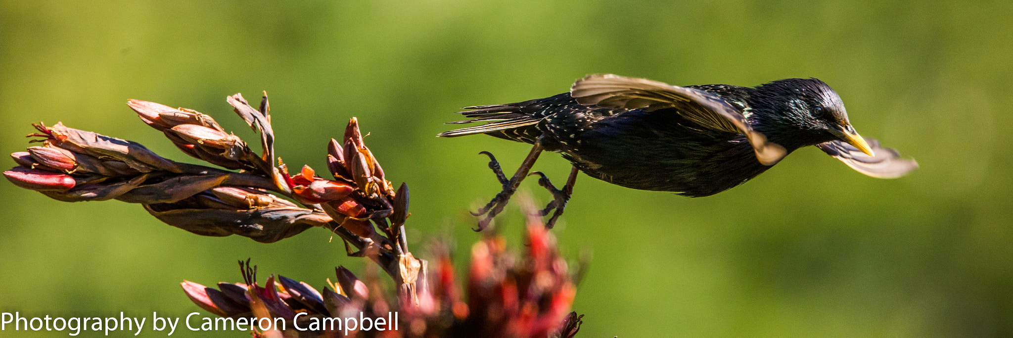 Canon EOS 6D + Tamron SP 150-600mm F5-6.3 Di VC USD sample photo. Common starling photography