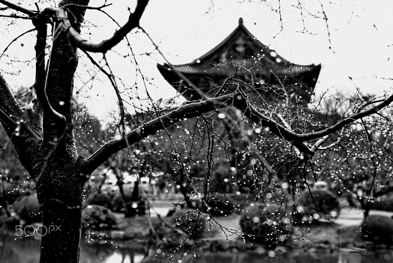 Nikon D40X + Nikon AF-S DX Nikkor 35mm F1.8G sample photo. Rainy photography