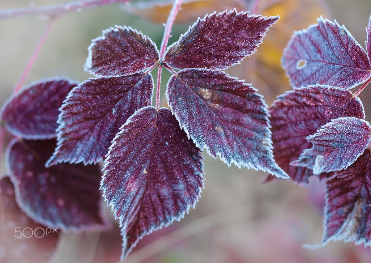 Sigma 150mm F2.8 EX DG Macro HSM sample photo. Frost, photography