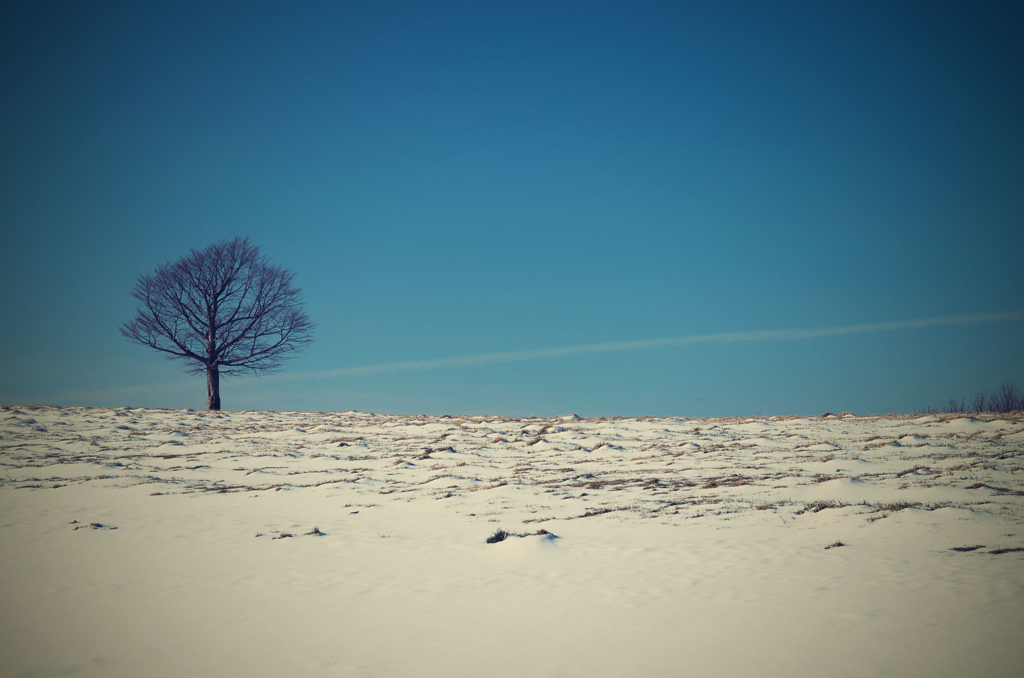 Pentax K-01 sample photo. Wood photography