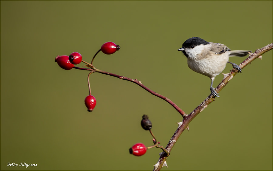 Canon EOS 5DS R + Canon EF 500mm F4L IS USM sample photo. Observando su entorno photography