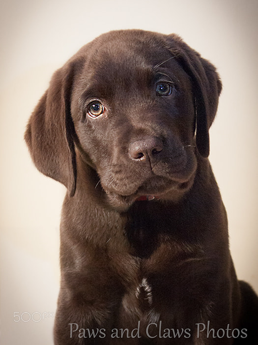 Canon EF-S 18-55mm F3.5-5.6 III sample photo. Murphy photography