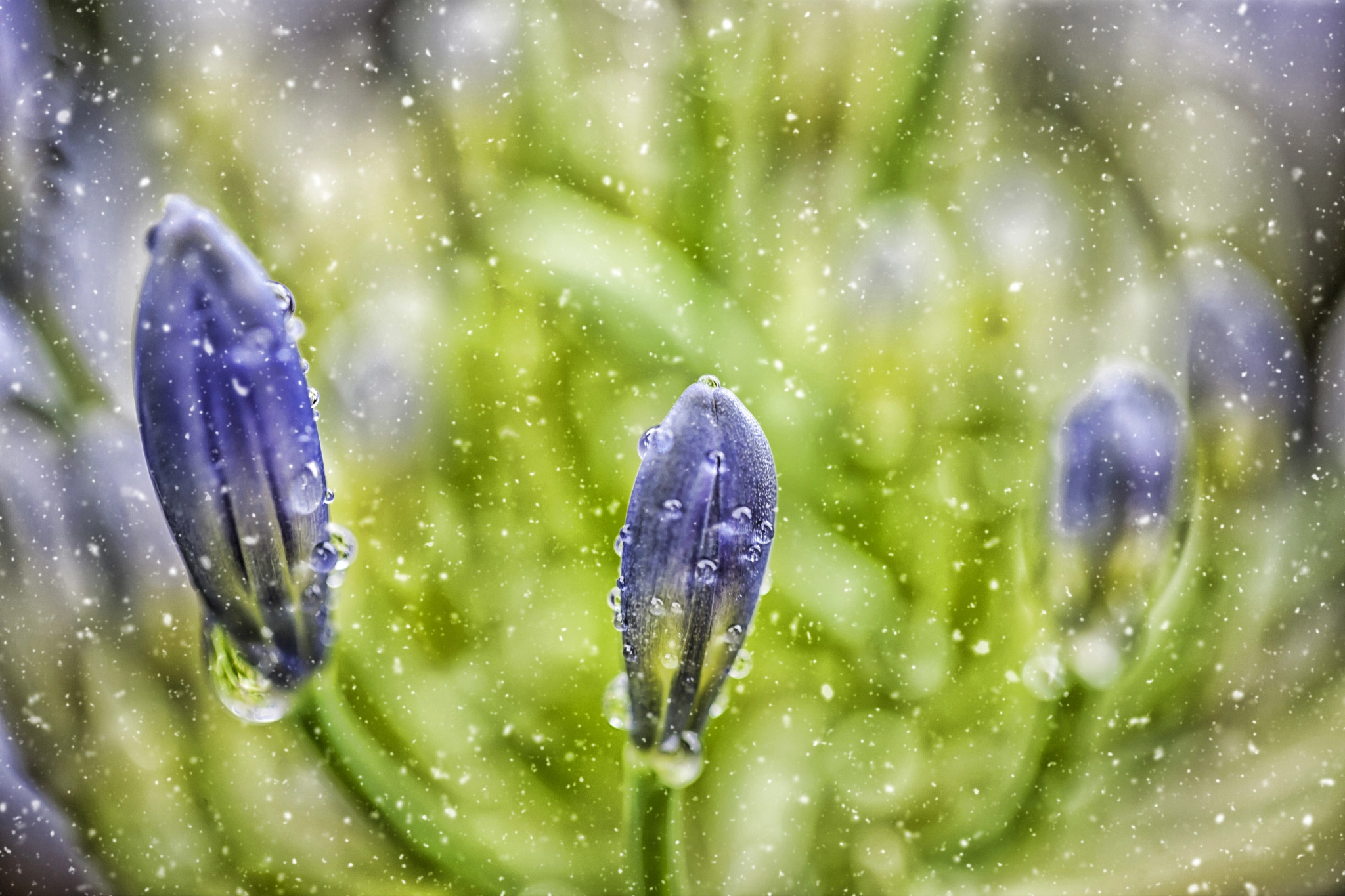 Canon EOS-1Ds Mark III sample photo. Buds photography