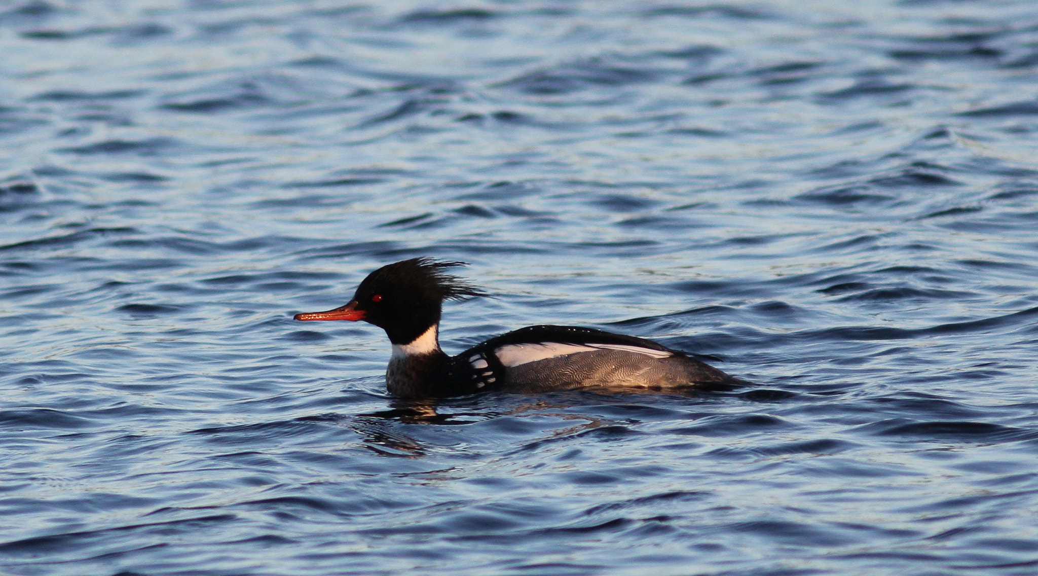 Canon EF 300mm F4L IS USM sample photo. Red breasted merganser 1 photography