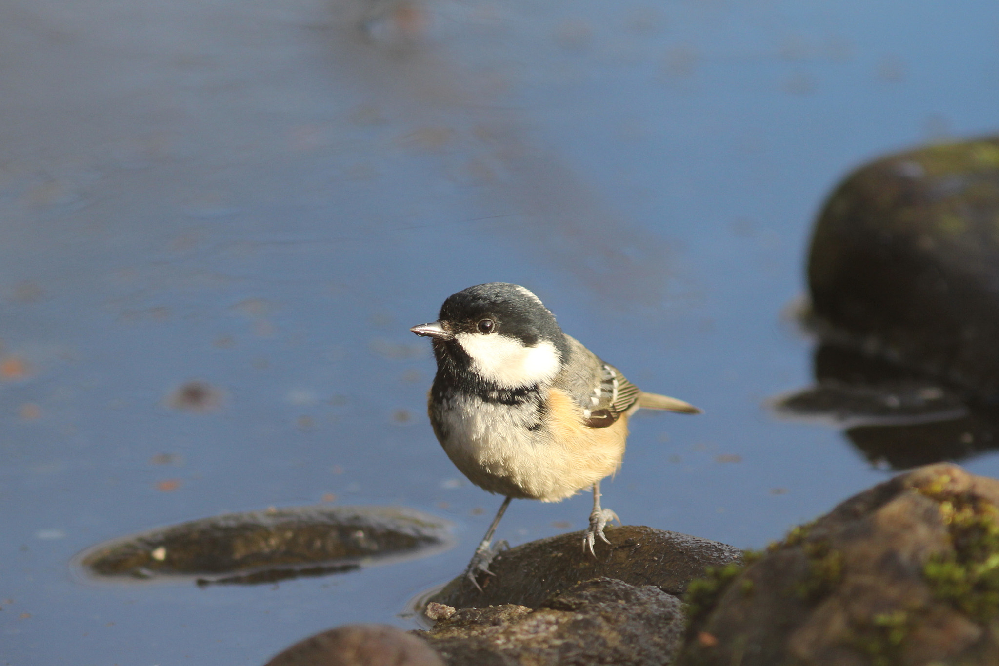 Canon EOS 60D + Canon EF 300mm F4L IS USM sample photo. Coal tit 2 photography
