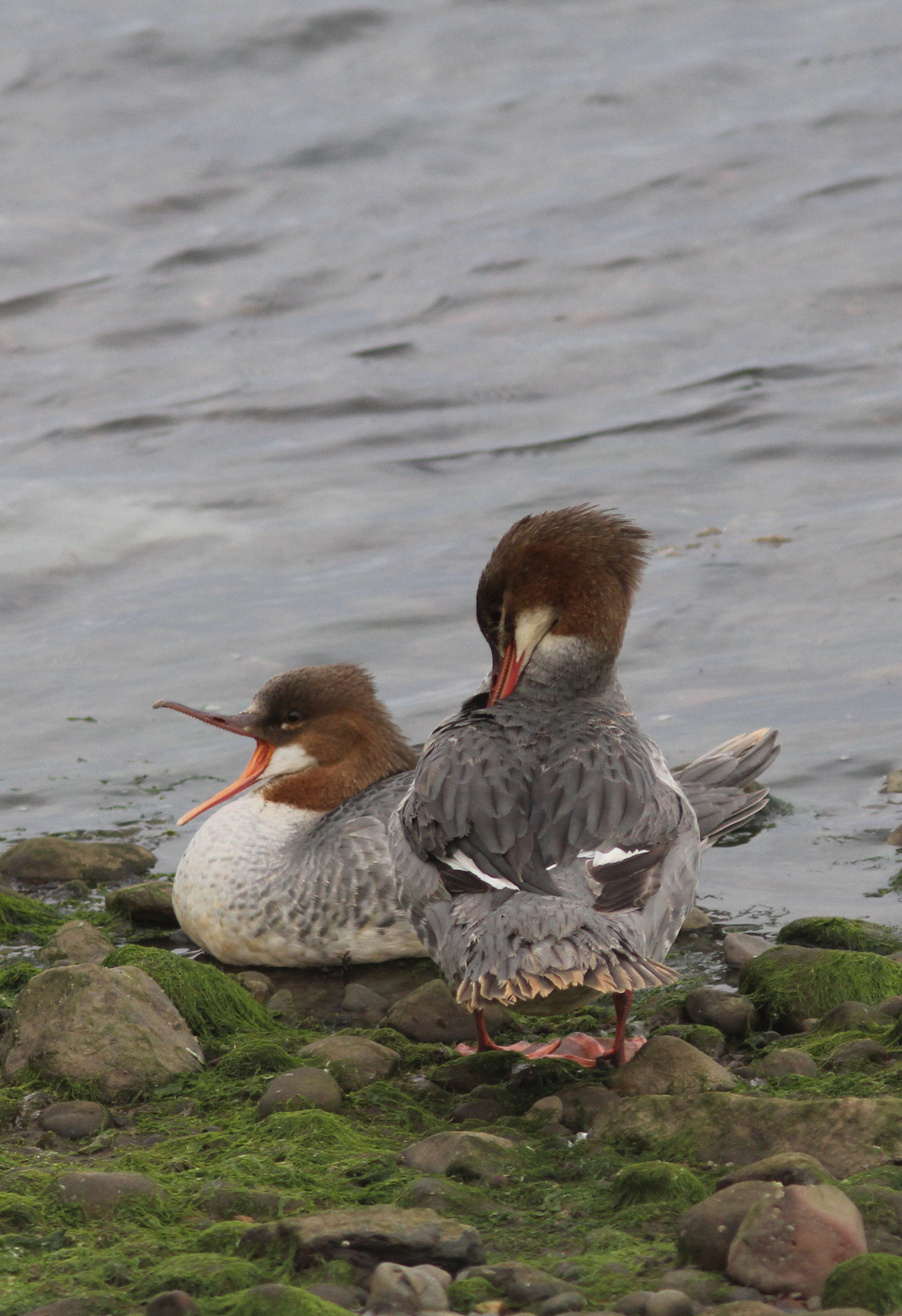 Canon EF 300mm F4L IS USM sample photo. 2 female goosander photography