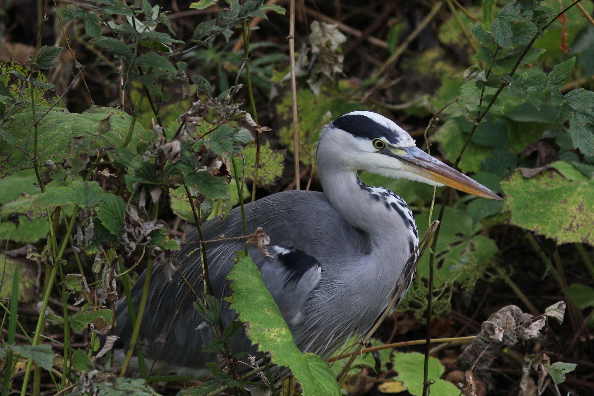 Canon EF 300mm F4L IS USM sample photo. Grey heron stalking photography