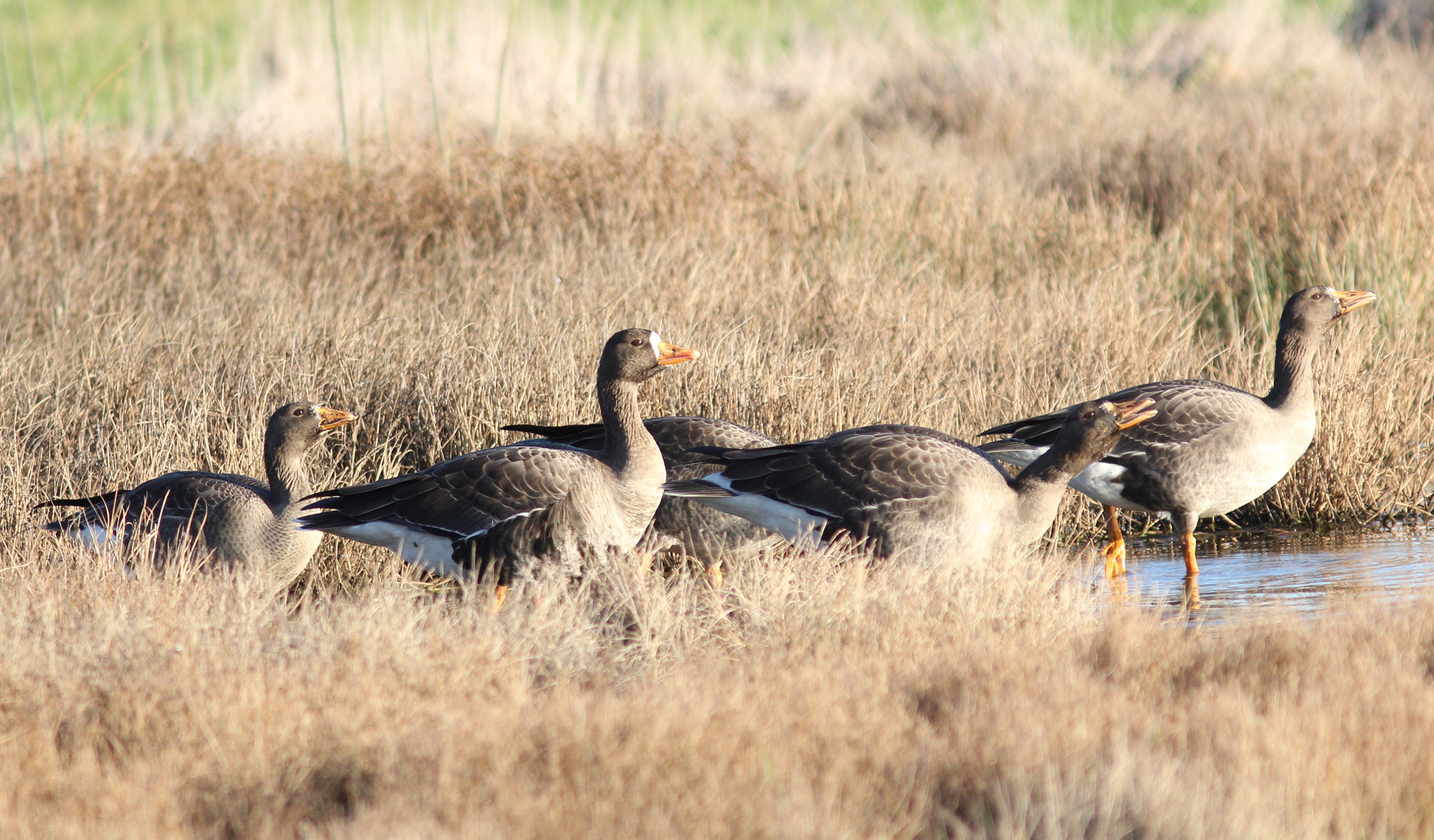 Canon EF 300mm F4L IS USM sample photo. Greenland whitefronts 1 photography