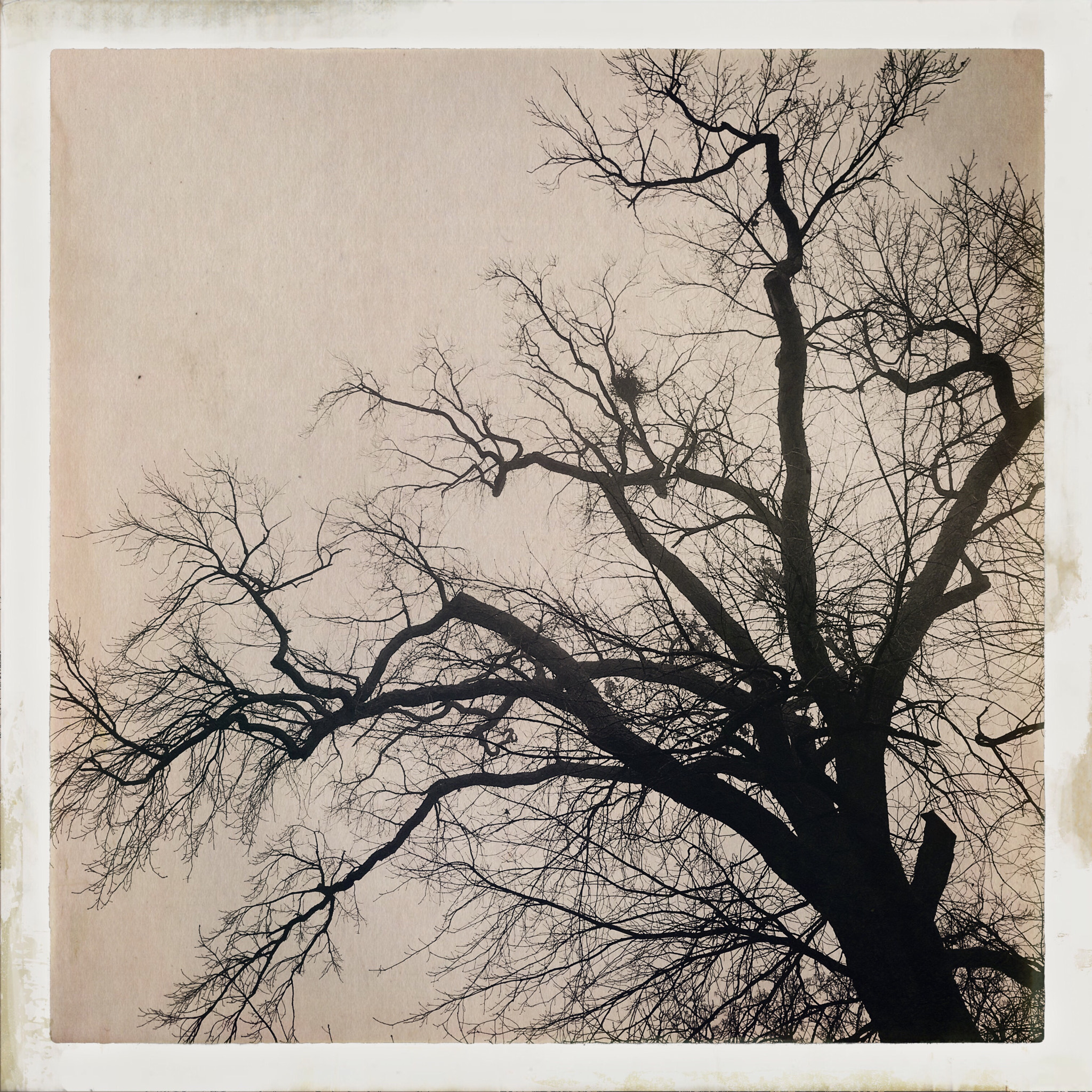 Hipstamatic 304 sample photo. Série "les arbres" photography