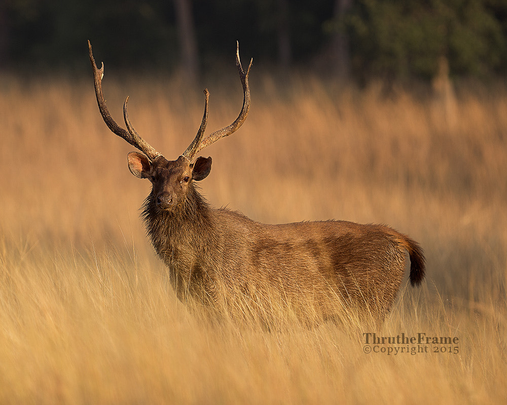Canon EF 200mm F2.8L II USM sample photo. Sambar in the grass photography