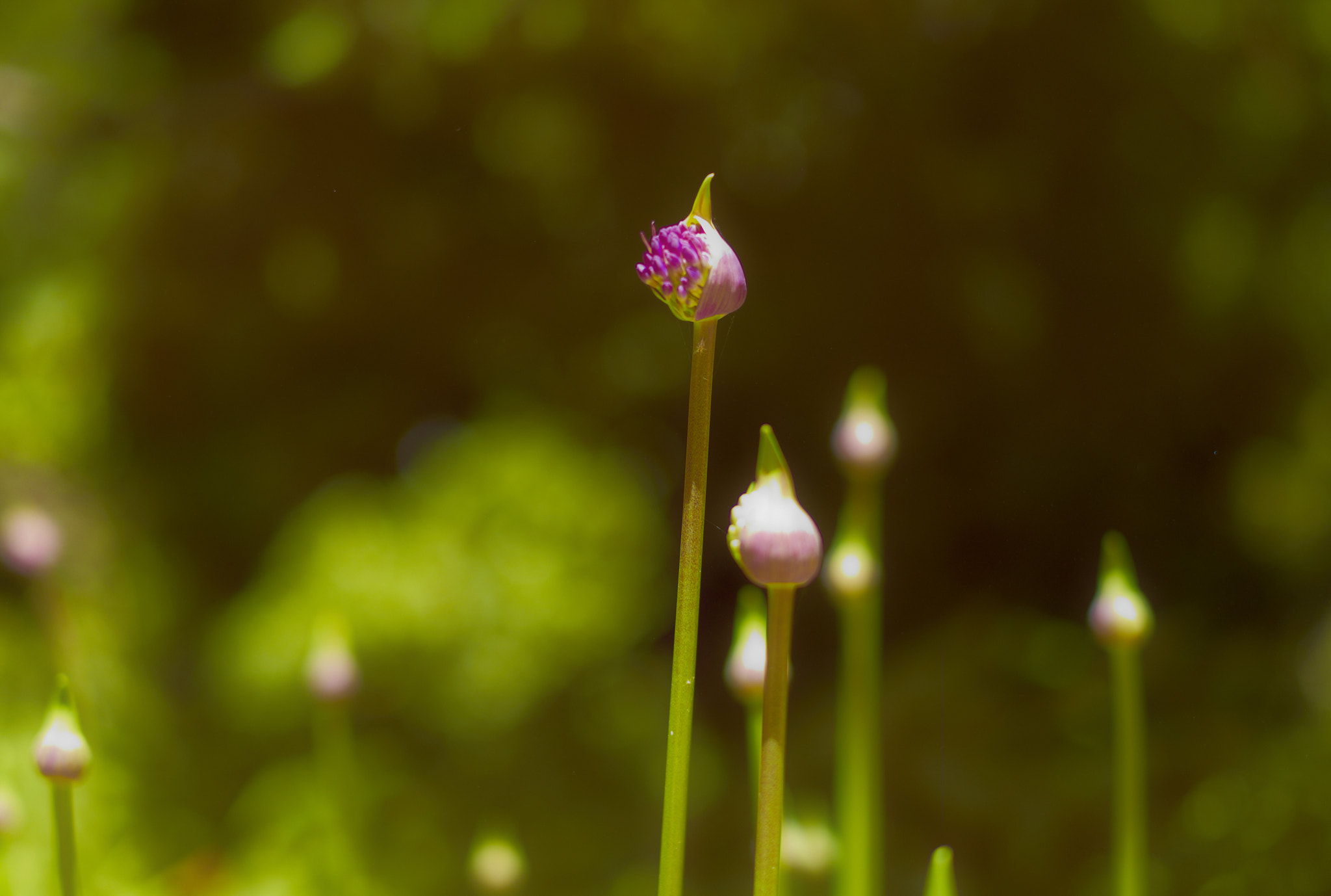 Leica M8 sample photo. Tall photography