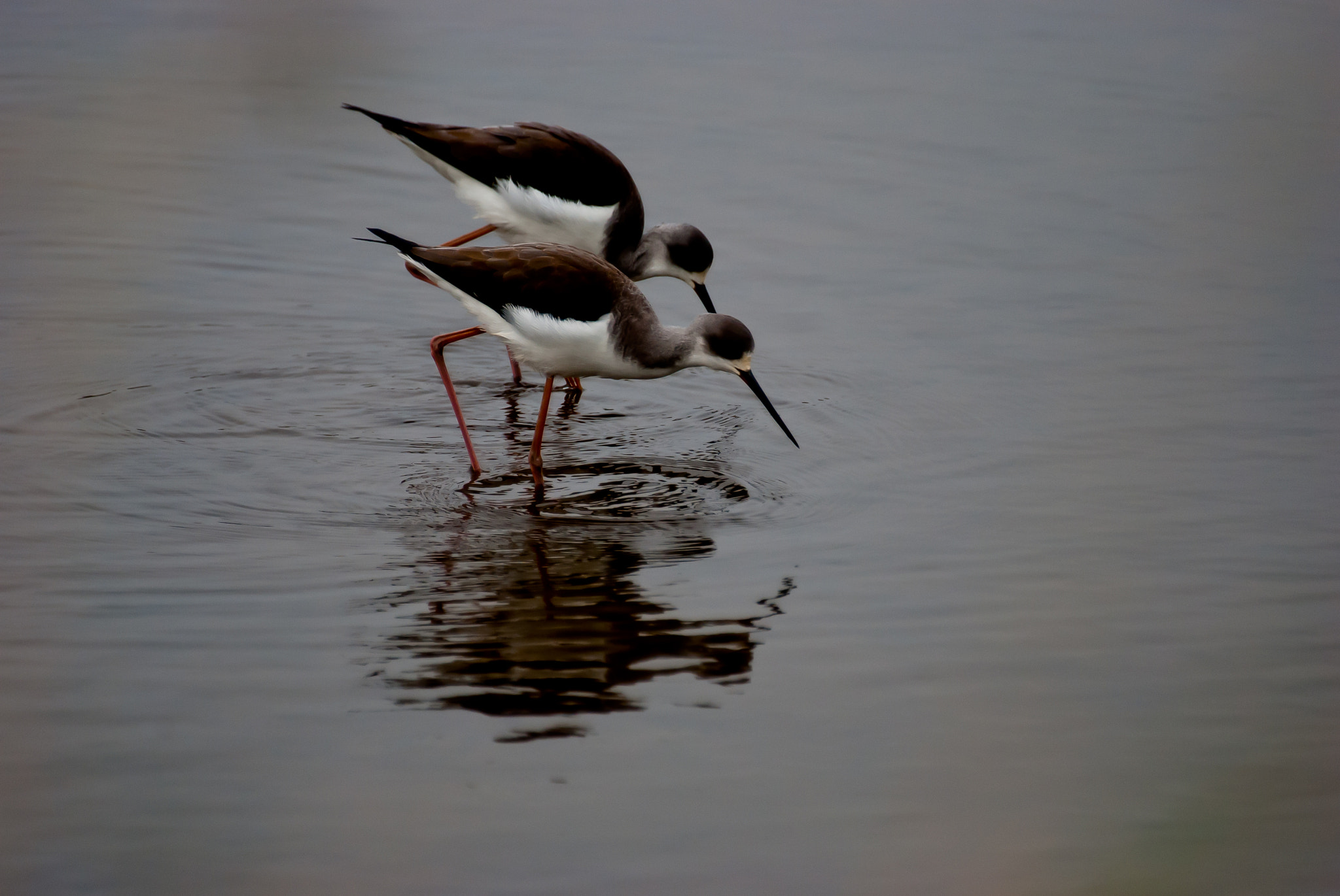 Sigma 70-300mm F4-5.6 DG OS sample photo. The couple photography