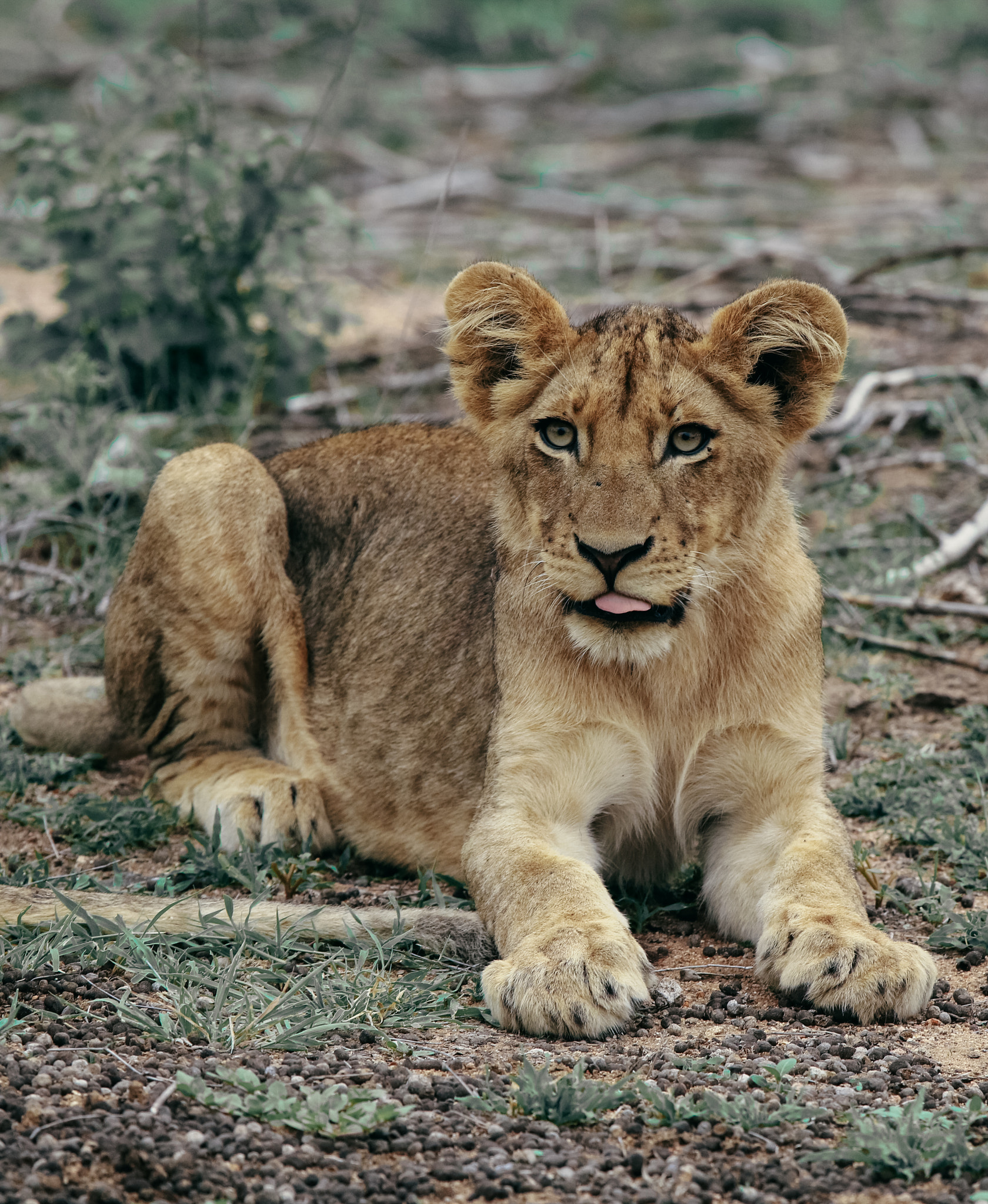 Canon EOS 750D (EOS Rebel T6i / EOS Kiss X8i) + Canon EF 70-200mm F4L IS USM sample photo. Lion cub photography