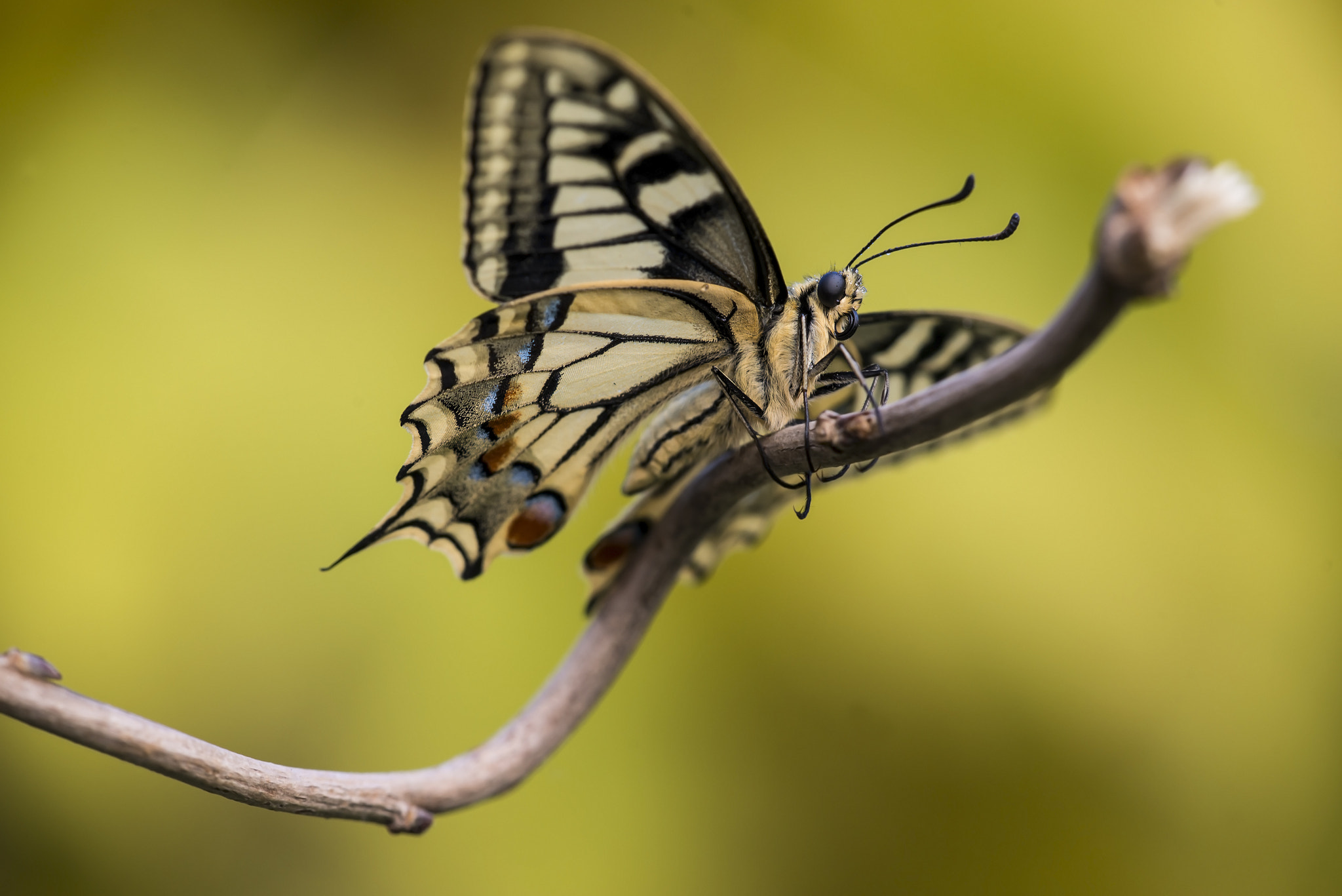 Sigma 150mm F2.8 EX DG Macro HSM sample photo. Il macaone photography