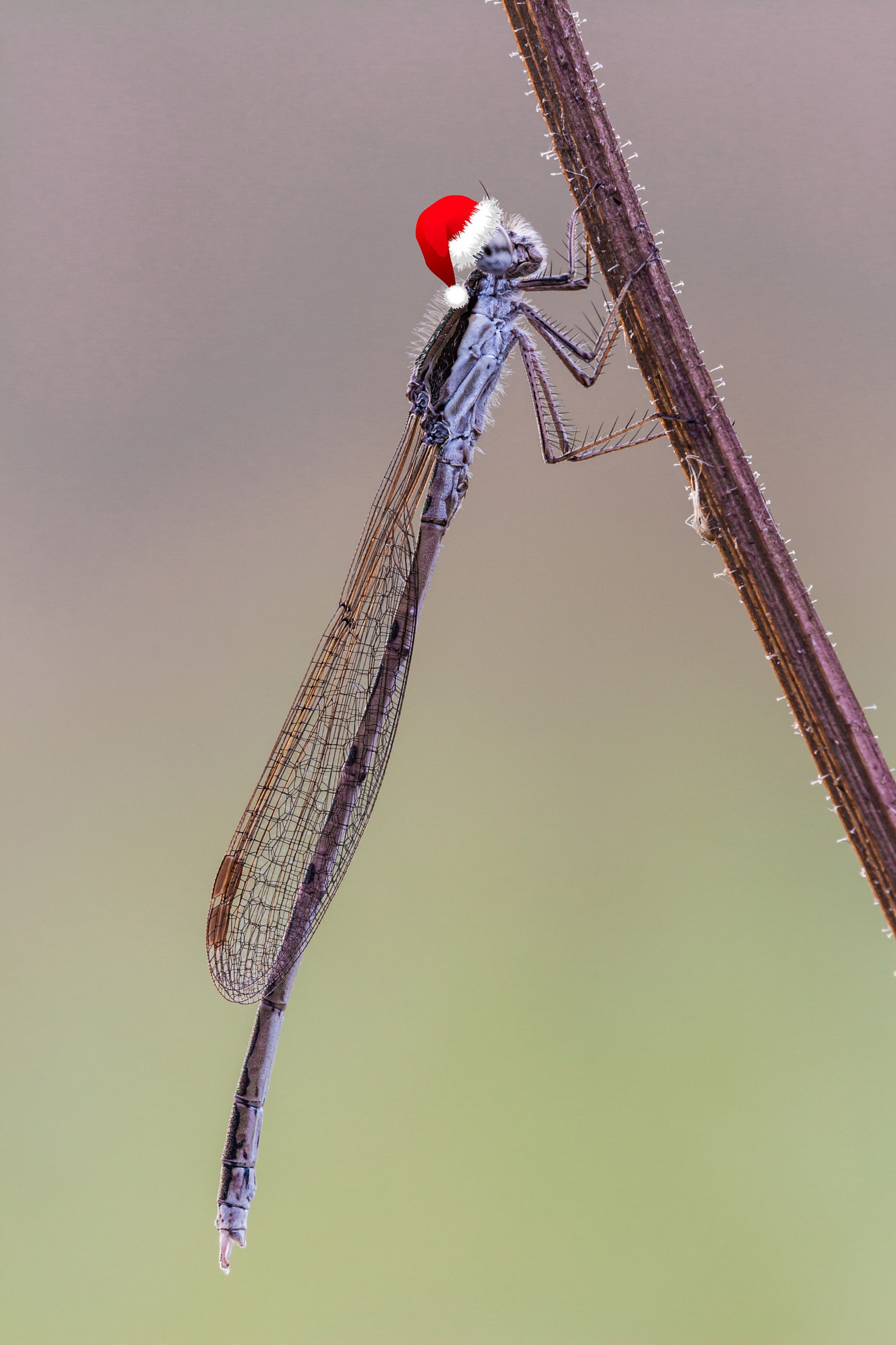 Tamron SP AF 180mm F3.5 Di LD (IF) Macro sample photo. Merry christmas photography