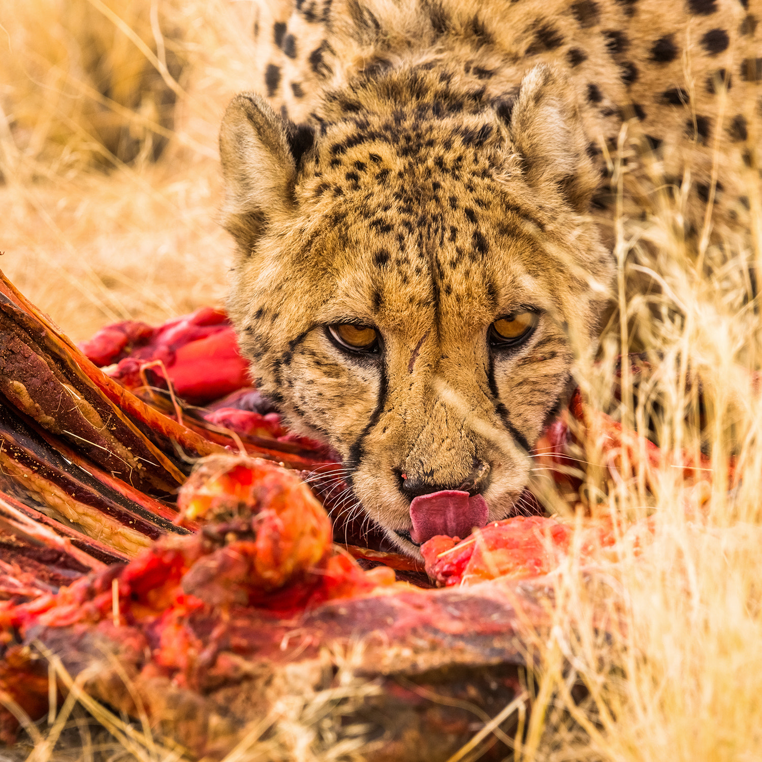 Sony a99 II + Sony 70-400mm F4-5.6 G SSM sample photo. Cheetah feeding in solitaire, namibia. photography