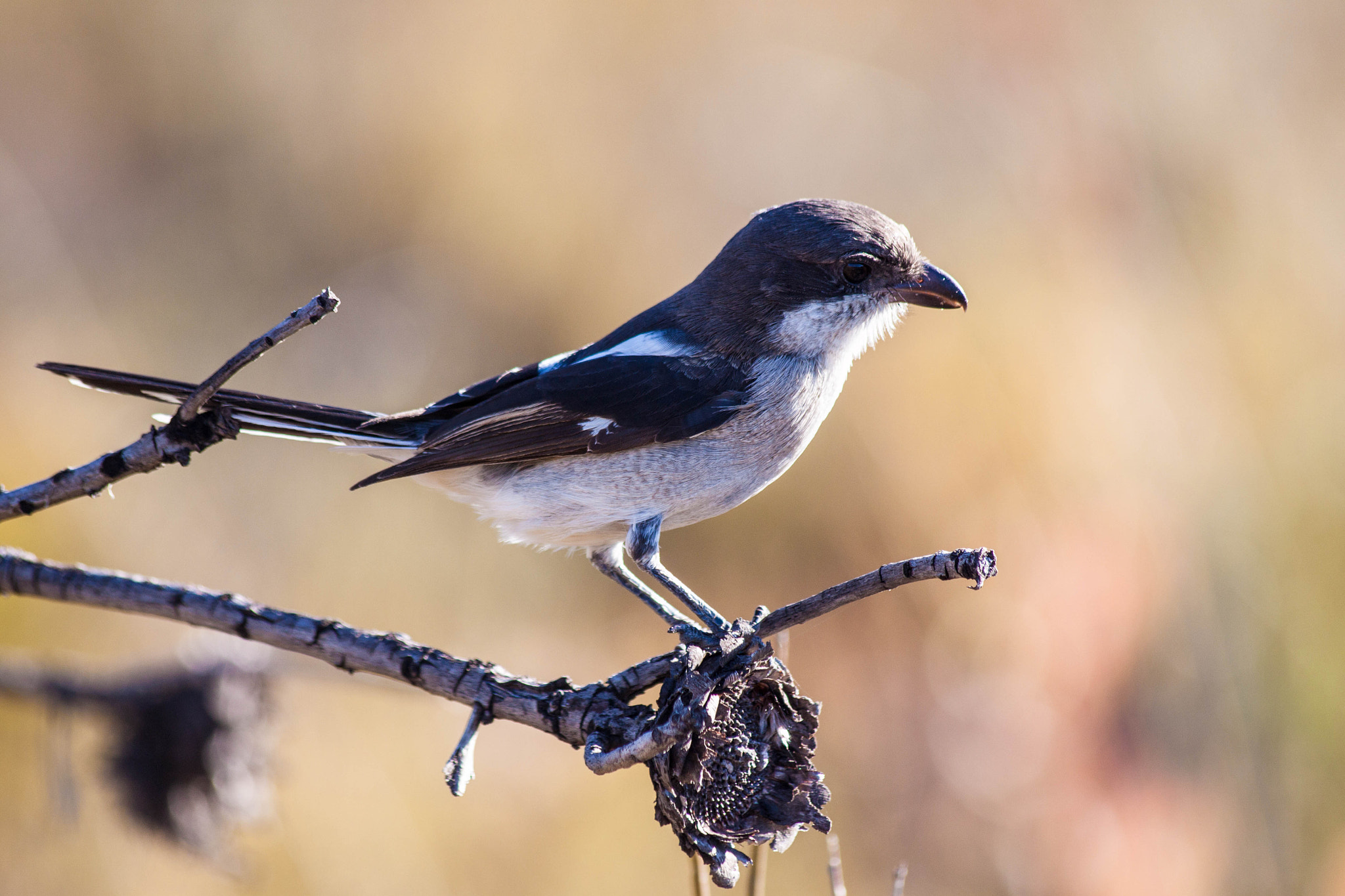 Canon EF 70-300mm F4-5.6 IS USM sample photo. Bird on brown photography
