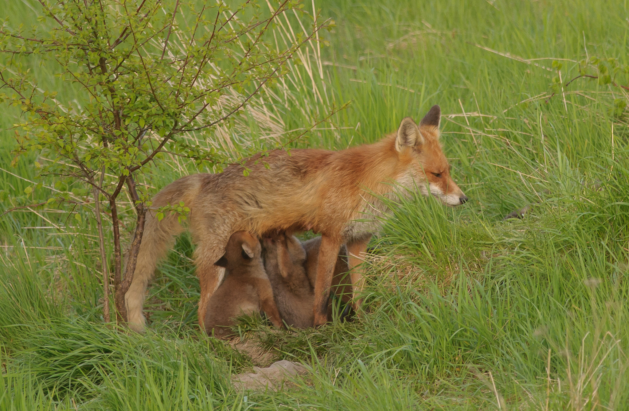 Nikon AF-S Nikkor 300mm F2.8G ED VR II sample photo. Idyll at the fox den photography