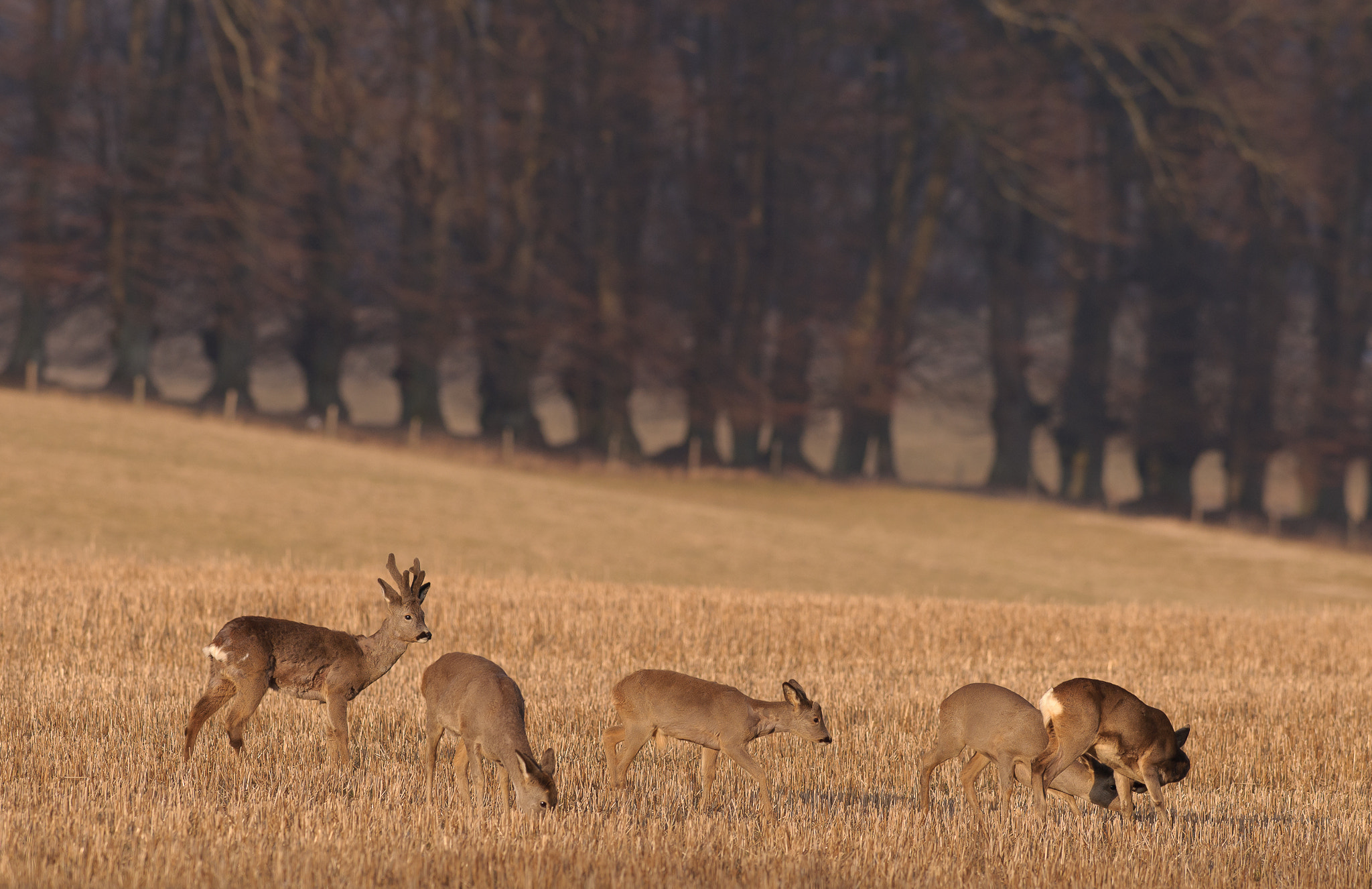 Nikon AF-S Nikkor 300mm F2.8G ED VR II sample photo. Roe deer in the early spring photography
