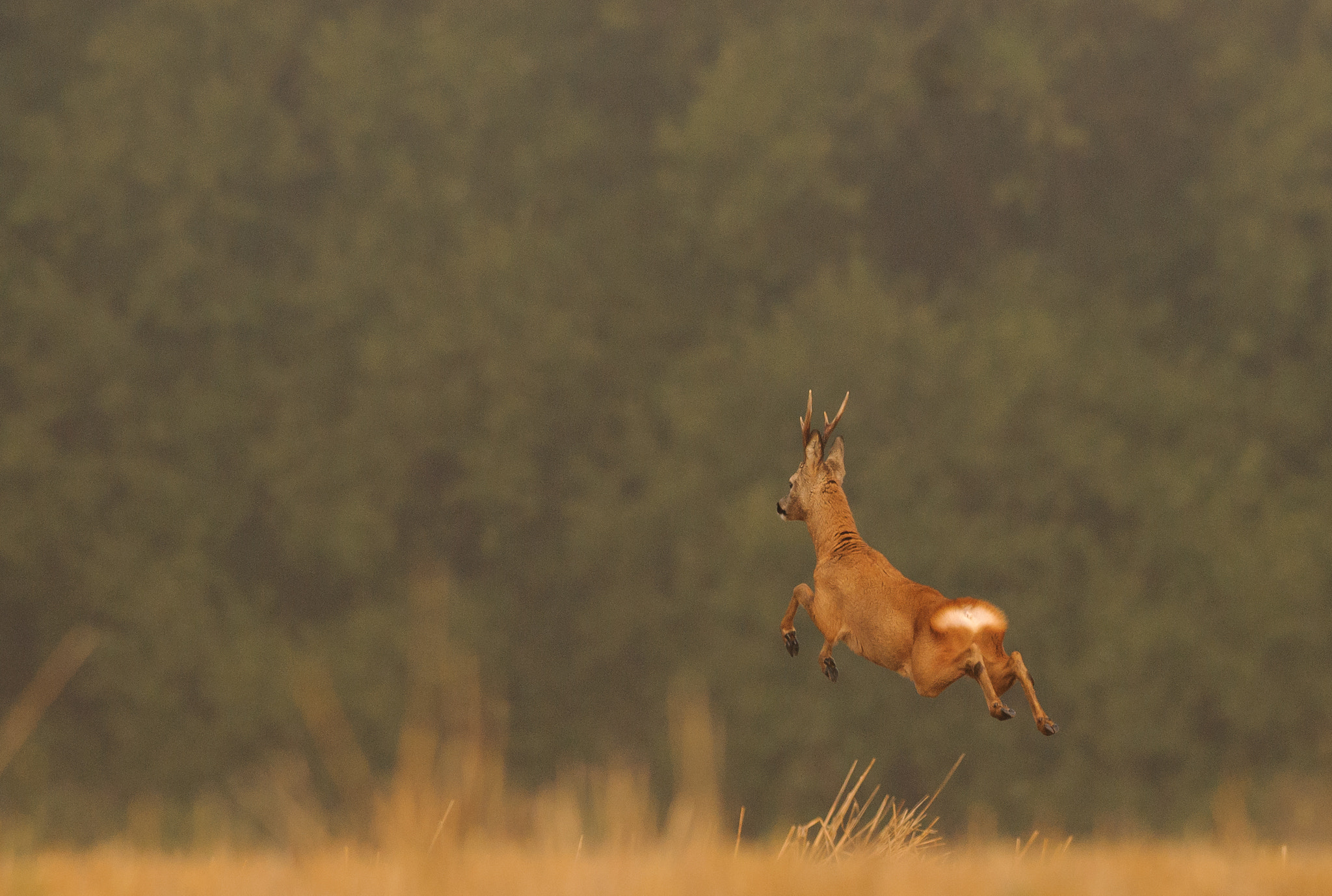 Nikon D200 sample photo. Roebuck going high on a wet day photography