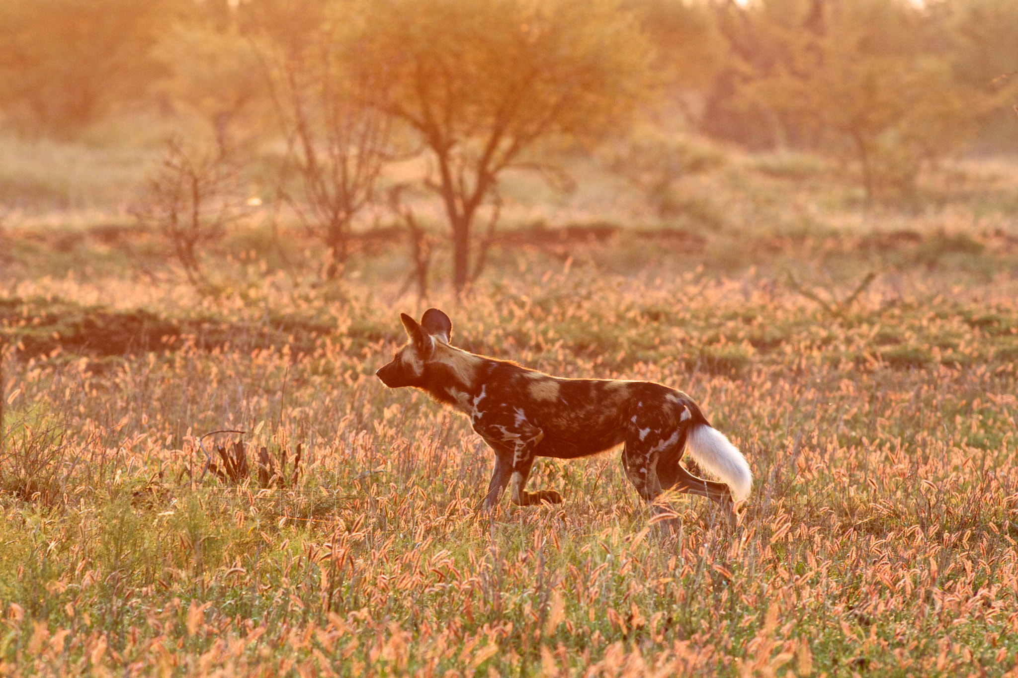 Canon EF 300mm f/2.8L sample photo. Painted wolf on the hunt photography