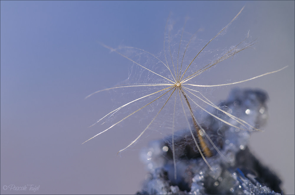 Sigma 150mm F2.8 EX DG Macro HSM sample photo. Star of bethlehem photography