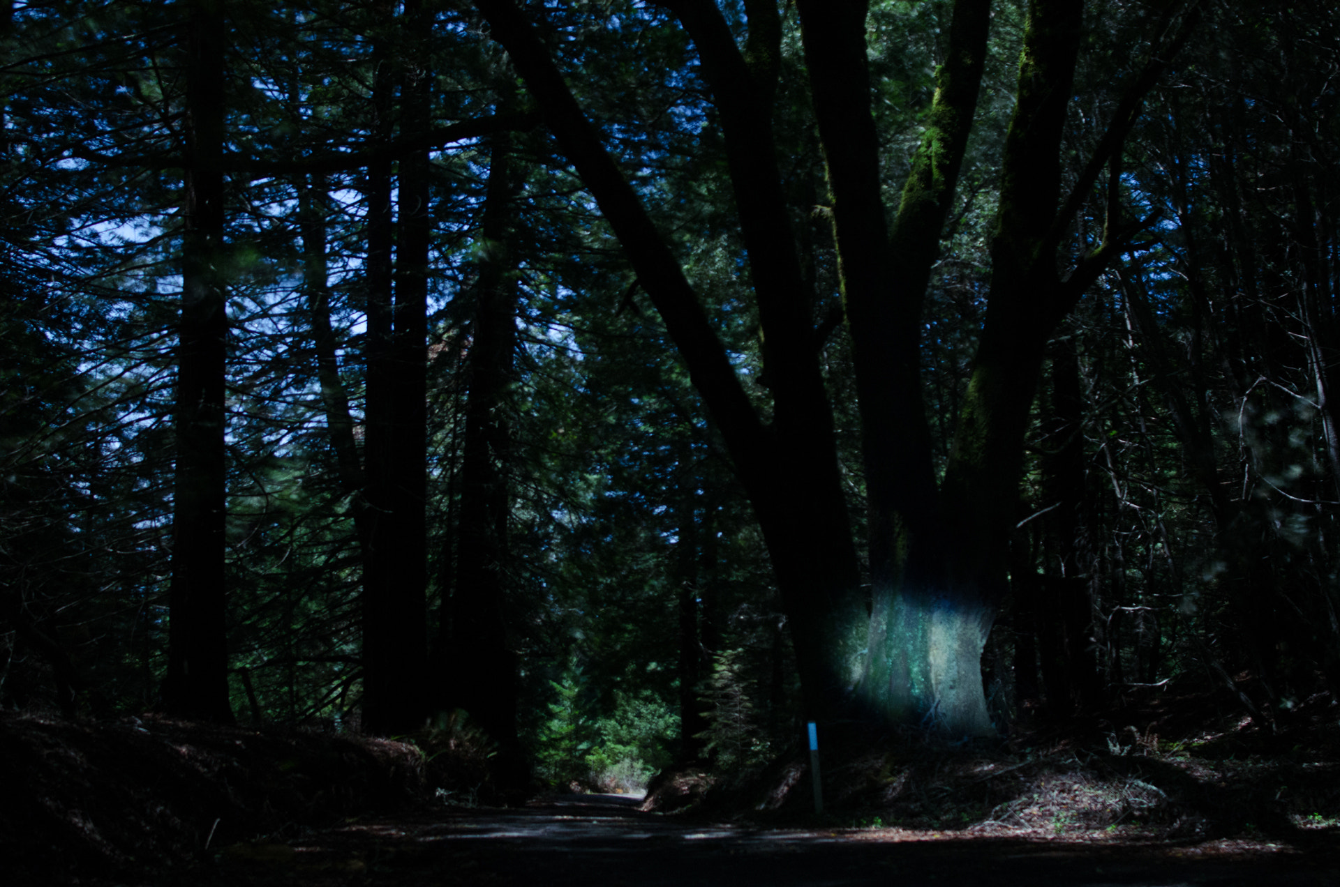 Samyang 12mm F2.8 ED AS NCS Fisheye sample photo. Trees and flashlight photography