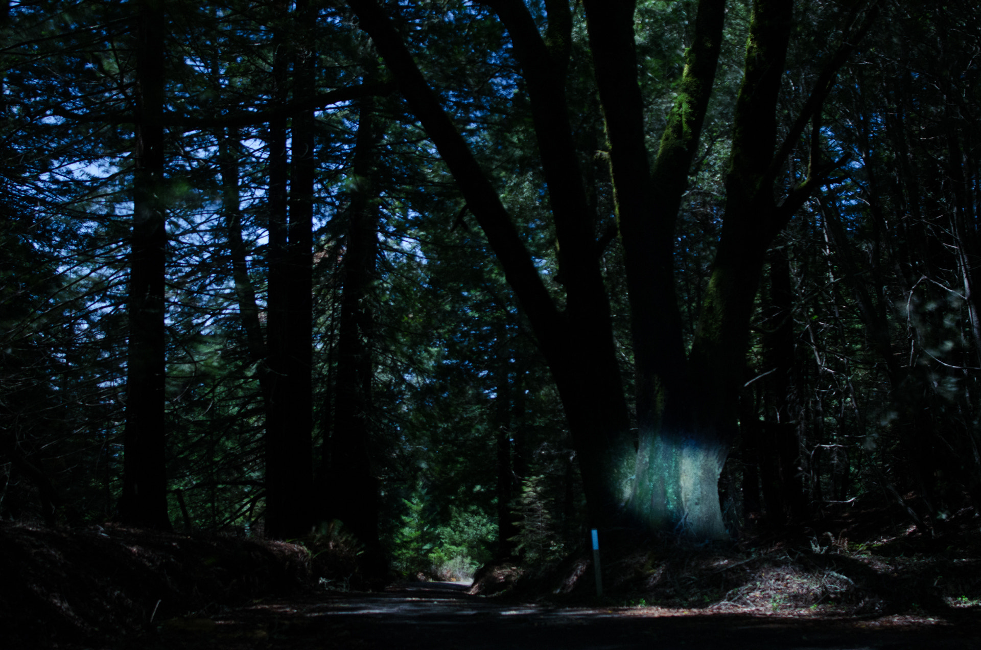 Nikon D5100 + Samyang 12mm F2.8 ED AS NCS Fisheye sample photo. Trees and flashlight photography