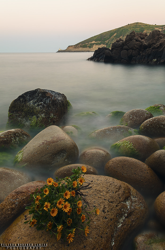 Sigma 18-50mm F2.8-4.5 DC OS HSM sample photo. Beautiful collo photography