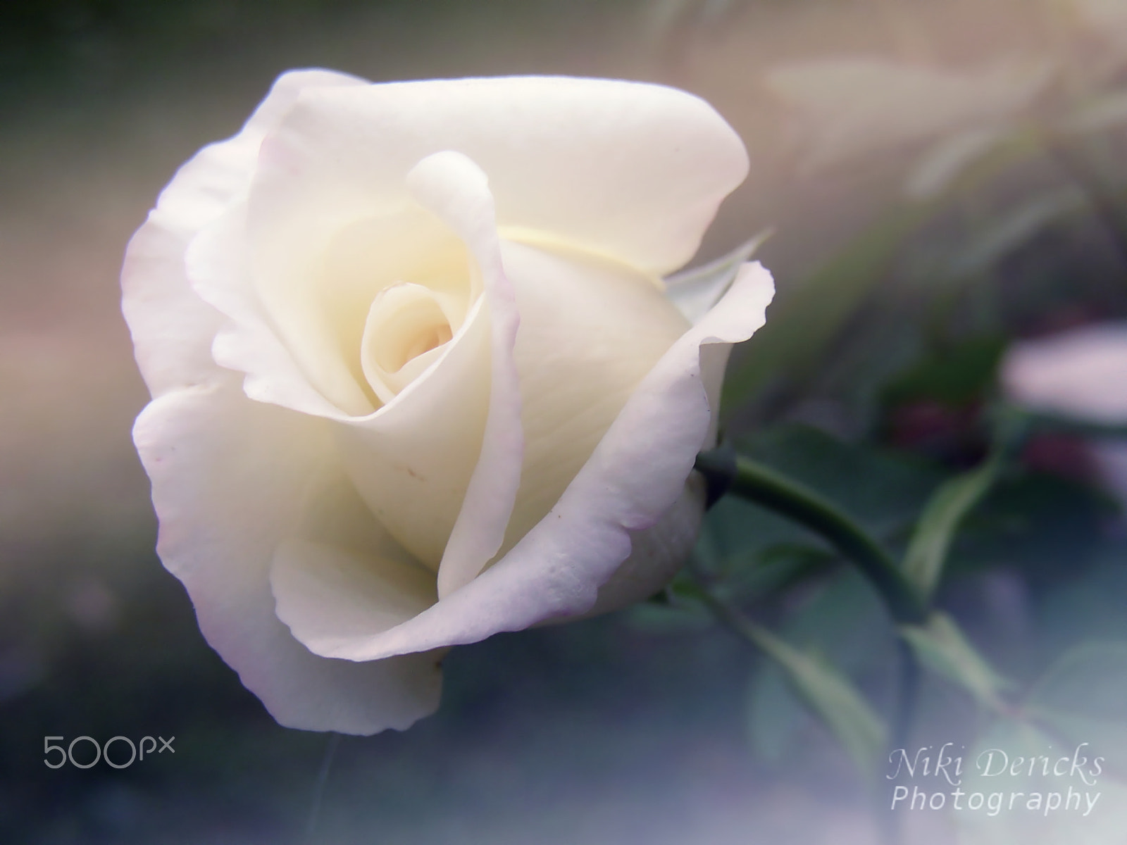 Olympus C300Z,D550Z sample photo. White rose photography