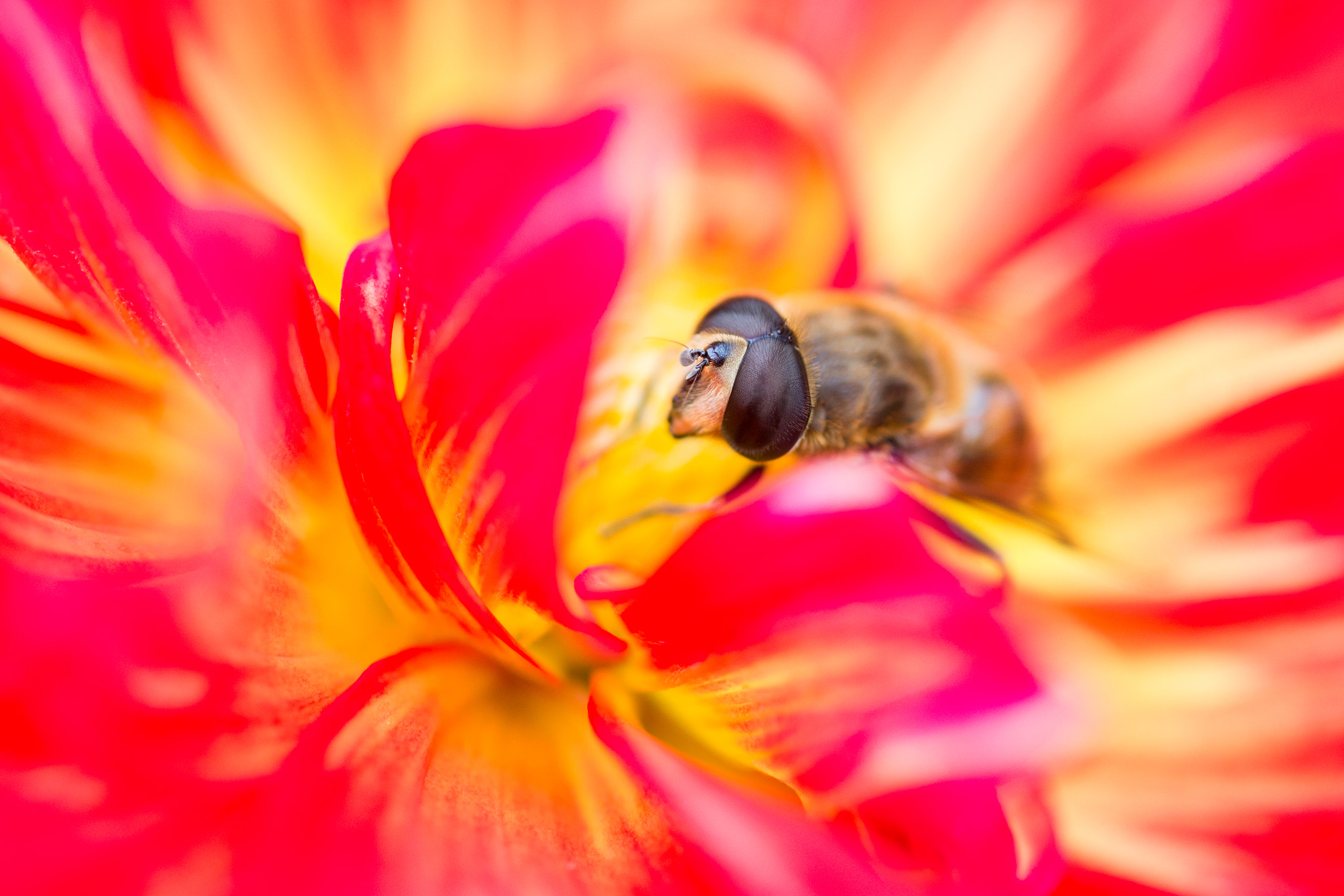 Tamron SP AF 90mm F2.8 Di Macro sample photo. Dahlia and horseflies（ダリアとアブ） photography