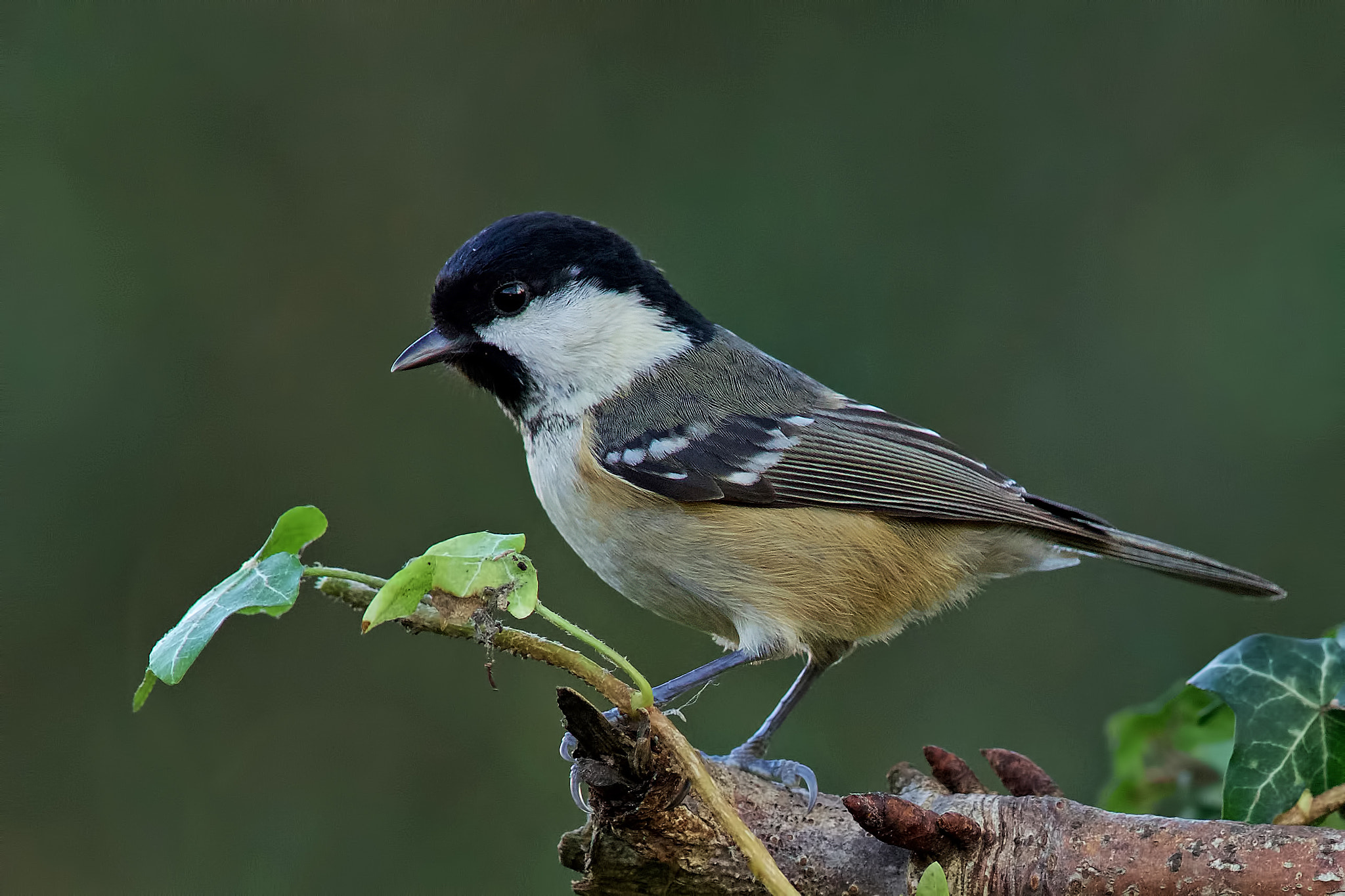 Sony a99 II + Minolta AF 300mm F2.8 HS-APO G sample photo. One from the garden photography