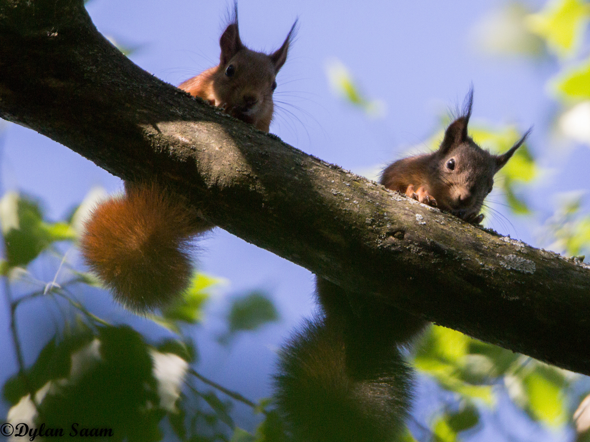 Sigma 150-600mm F5-6.3 DG OS HSM | C sample photo. Annimaux photography