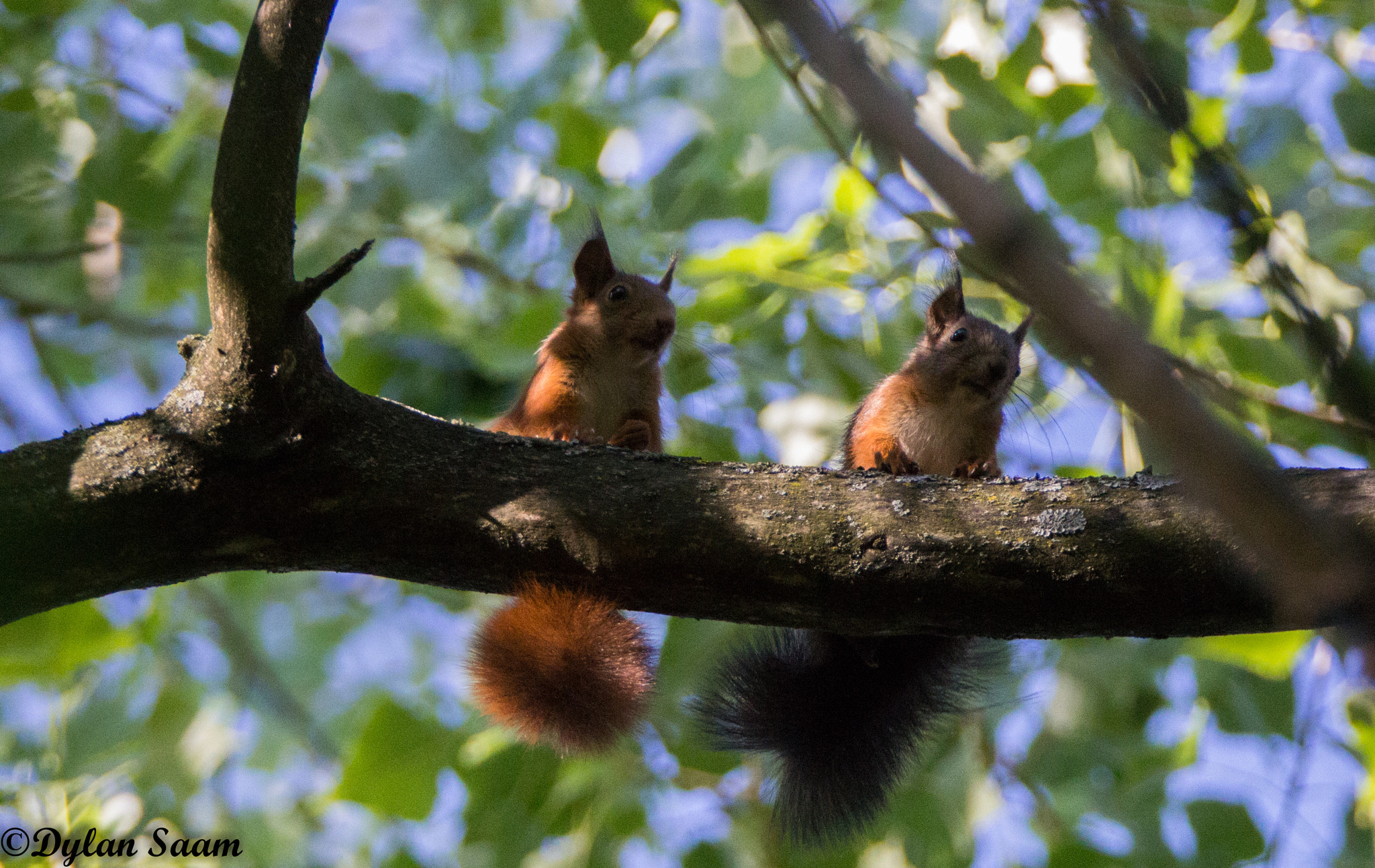 Sigma 150-600mm F5-6.3 DG OS HSM | C sample photo. Annimaux photography