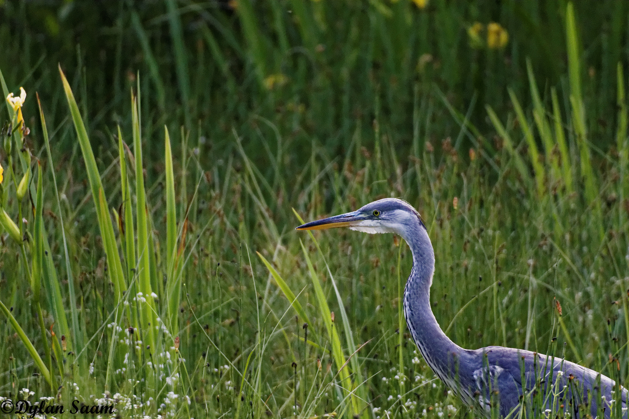 Sigma 150-600mm F5-6.3 DG OS HSM | C sample photo. Annimaux photography