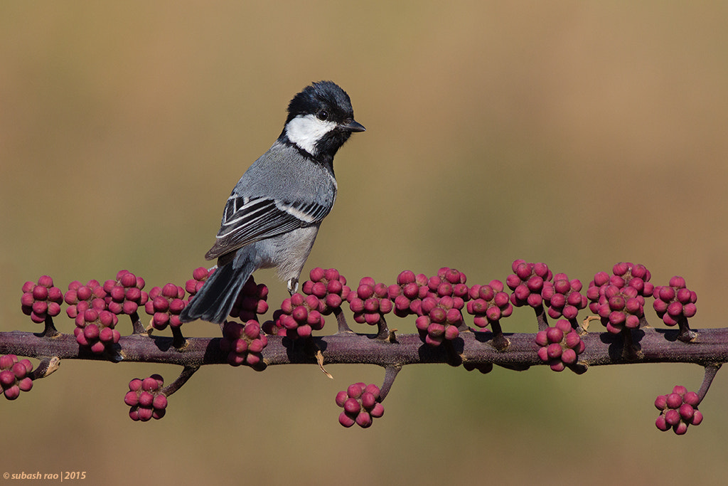 Canon EOS 60D + Canon EF 400mm F5.6L USM sample photo. Gt photography