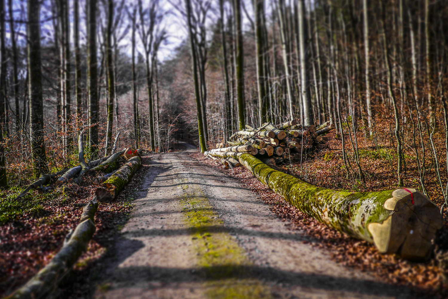 Panasonic Lumix DMC-GX1 + Panasonic Lumix G 14mm F2.5 ASPH sample photo. Forest road photography