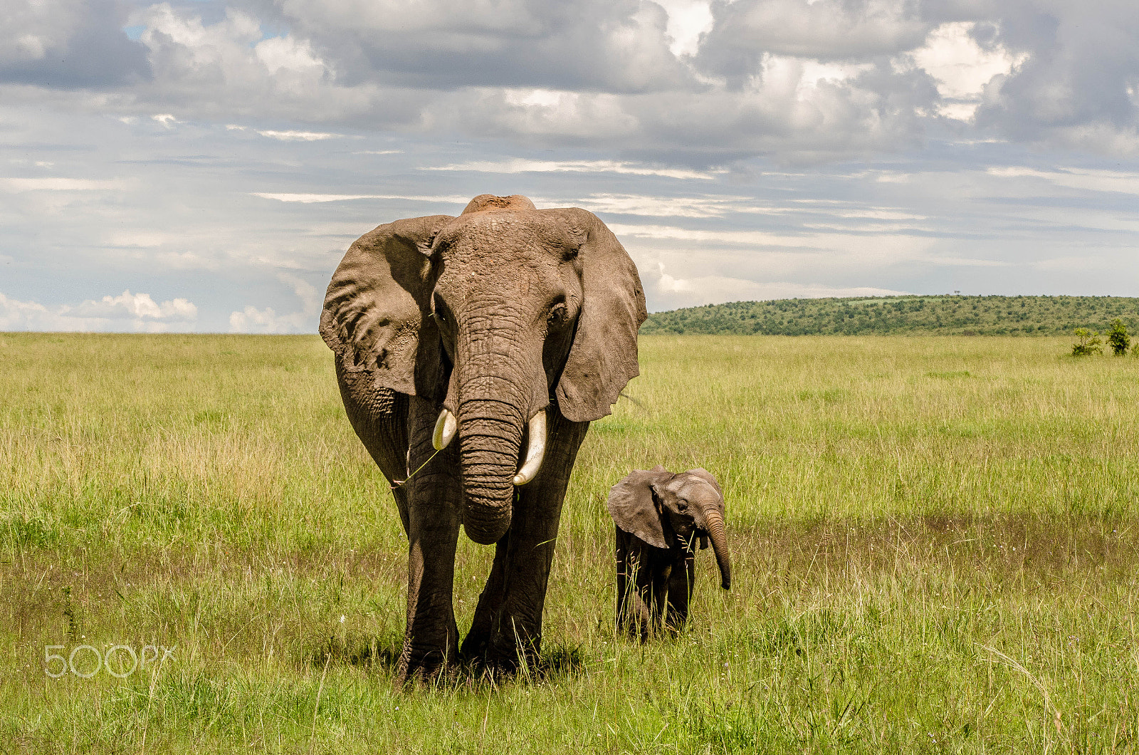 Sigma 50-150mm F2.8 EX APO DC OS HSM sample photo. Elephant masai mara photography