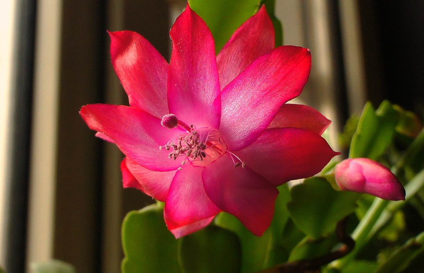 Sony NEX-5C sample photo. 圣诞仙人掌3 photography