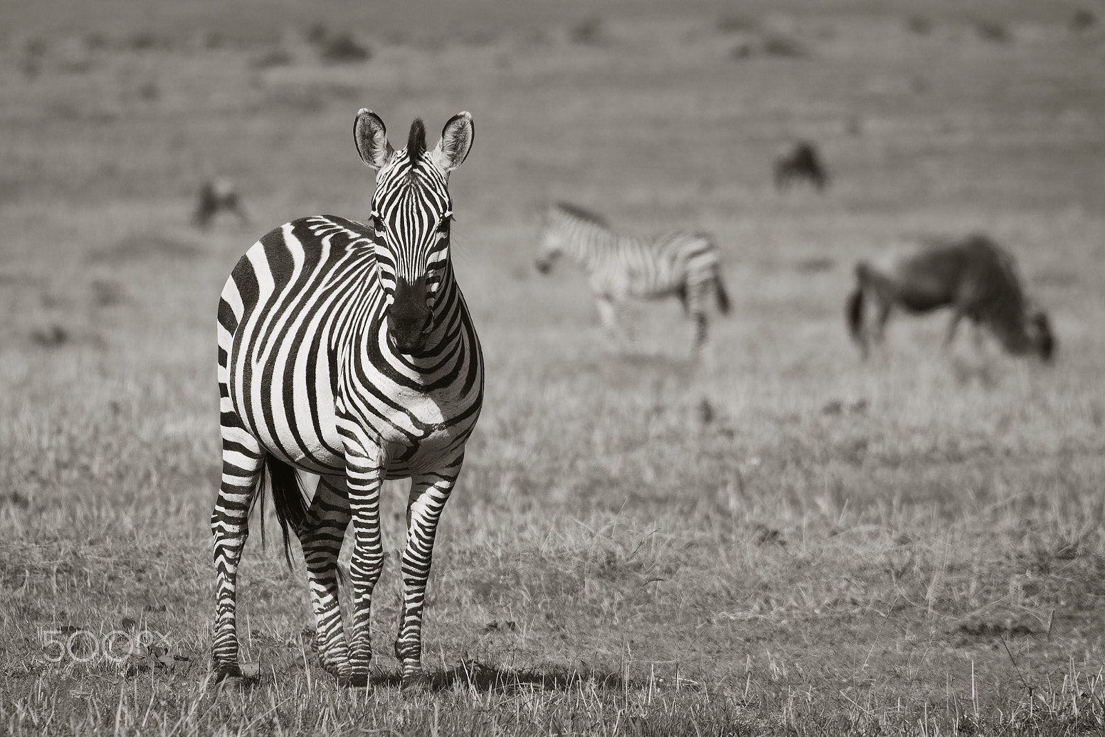 Sigma 150-500mm F5-6.3 DG OS HSM sample photo. Kenya - zèbre et cie photography