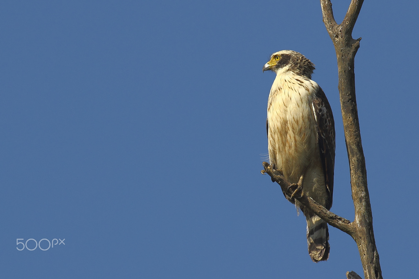 Canon EF 100-400mm F4.5-5.6L IS II USM sample photo. Osprey, beautiful rafter photography