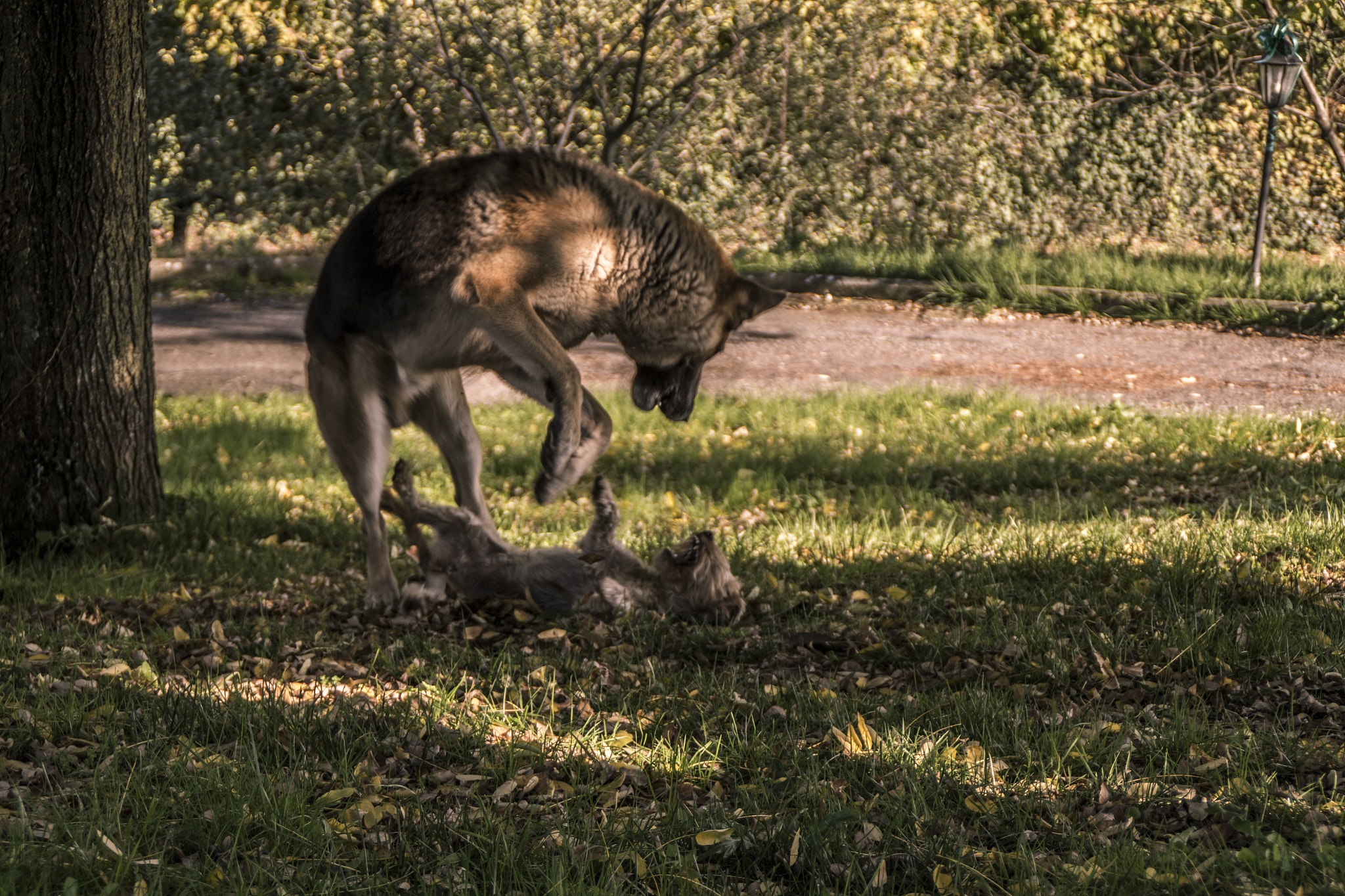 Pentax K-S1 sample photo. _game dog photography