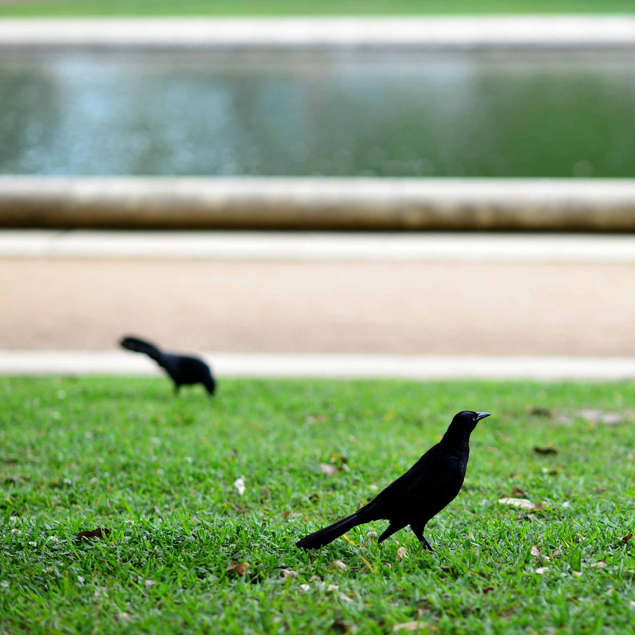 Nikon D600 + Nikon AF Nikkor 105mm F2D DC sample photo. Park birds photography