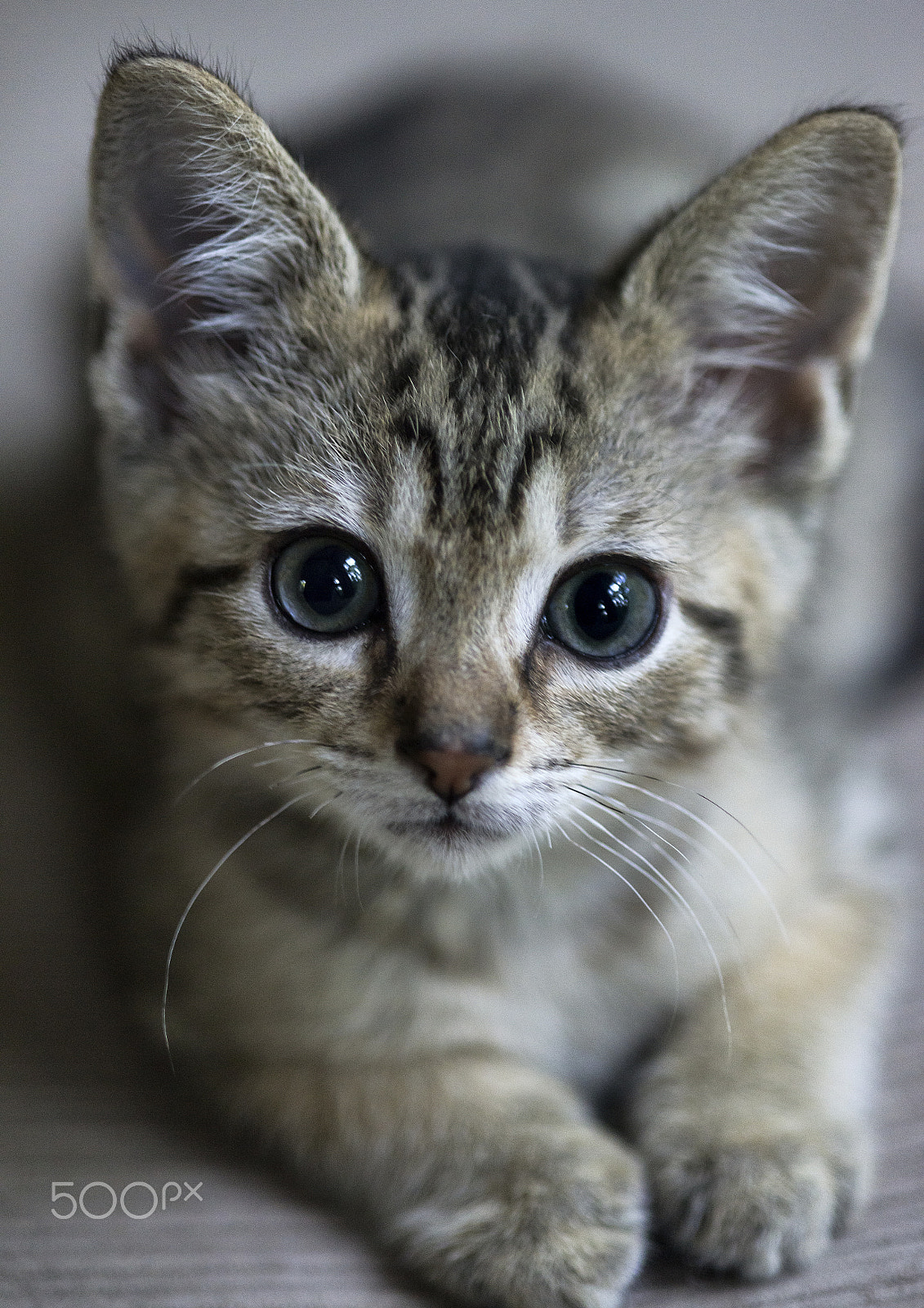 Nikon D810 + AF Micro-Nikkor 105mm f/2.8 sample photo. Adorable tabby kitten portrait. photography