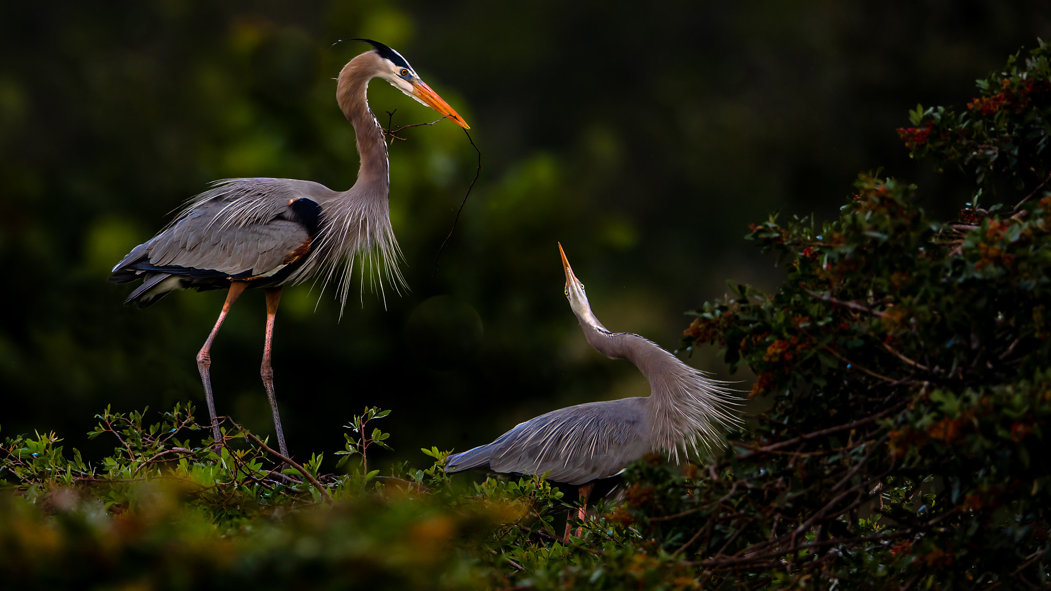Canon EOS 5DS R + Canon EF 400mm F2.8L IS II USM sample photo. Great blue heron in love! photography