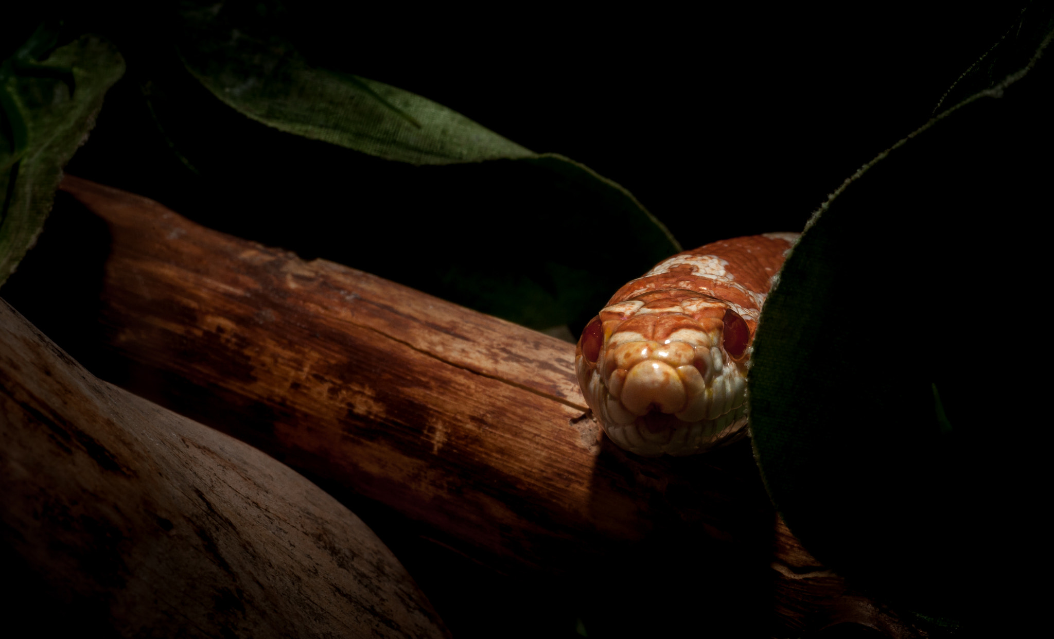 Sigma 50mm f/1.4 EX DG HSM + 1.4x sample photo. Snake photography