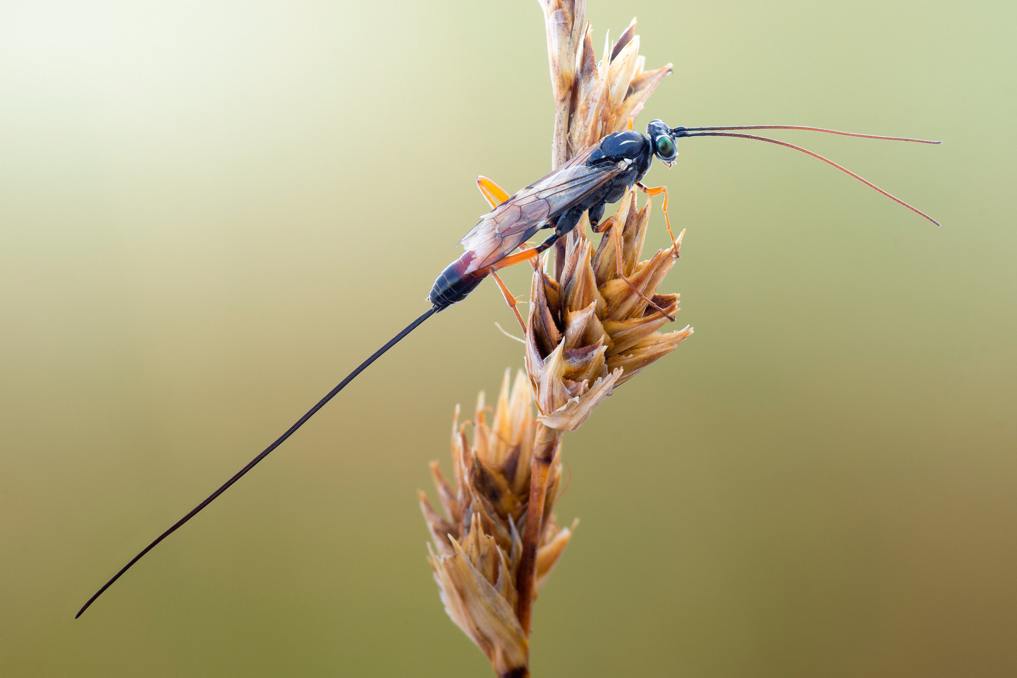 Sony Alpha NEX-7 sample photo. Ovipositor extraoridnaire photography
