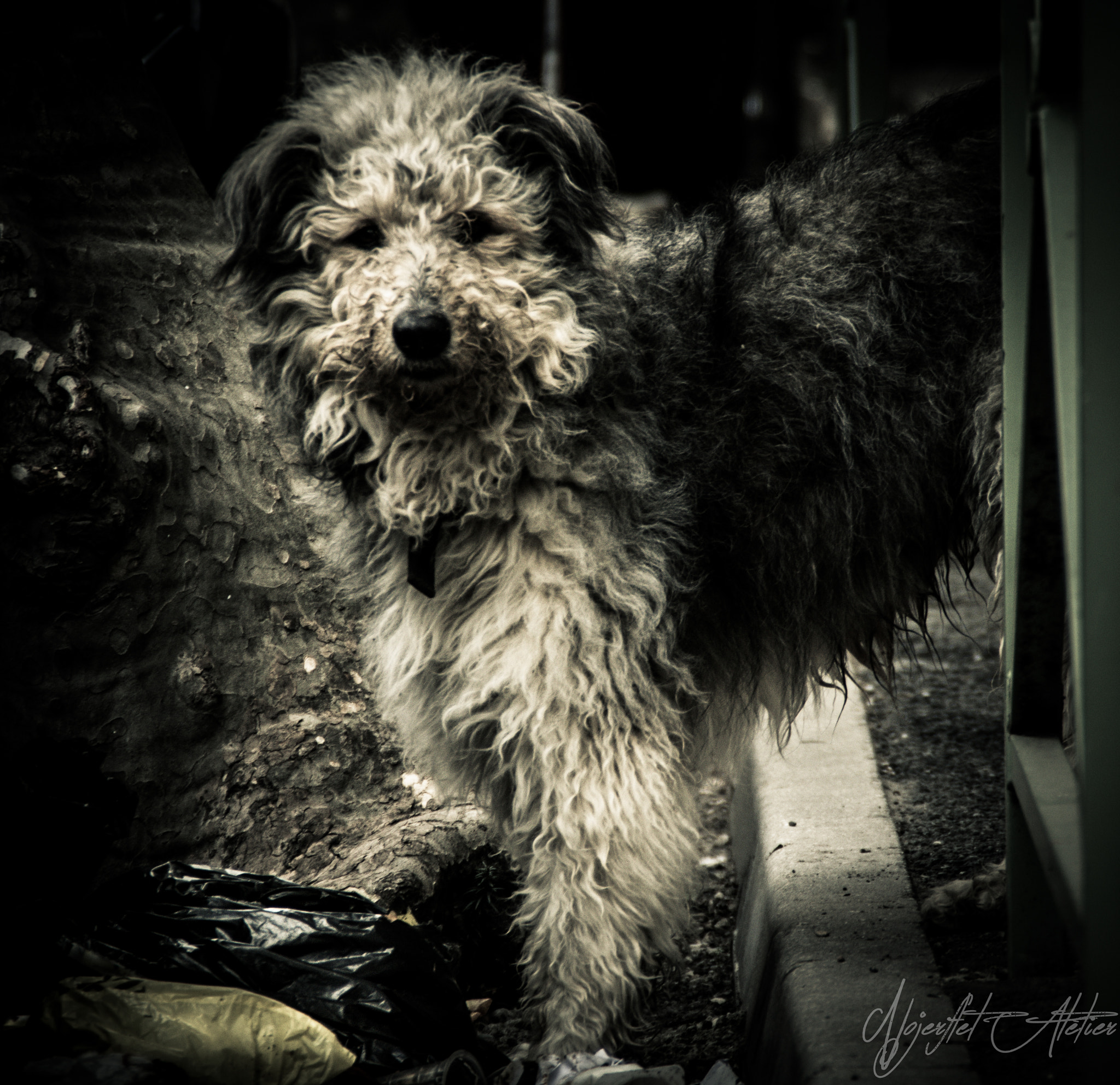 Canon EOS 760D (EOS Rebel T6s / EOS 8000D) sample photo. Chien d'ordure photography